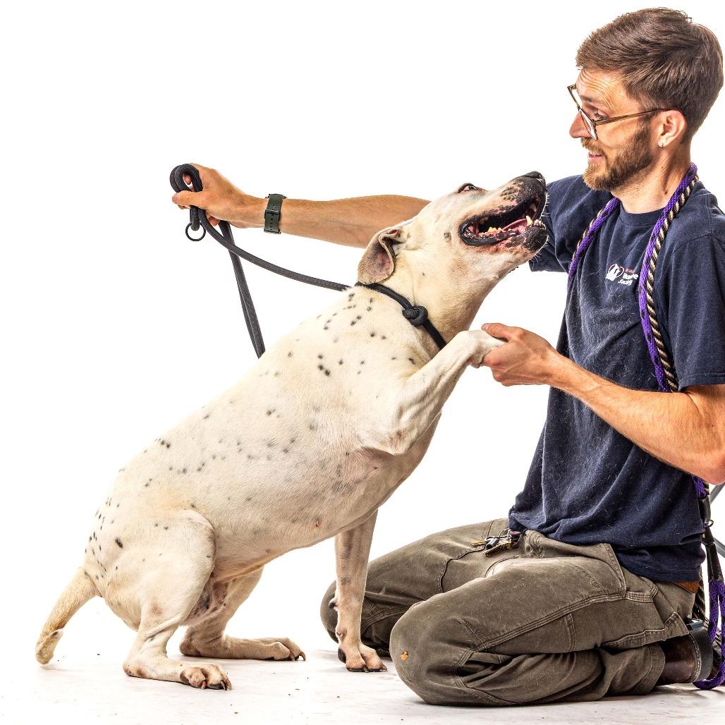 Enlarge Britnee, a Adoptable mixed breed in Reno, NV image 2/6