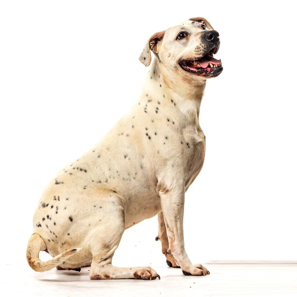 Enlarge Britnee, a Adoptable mixed breed in Reno, NV image 3/6