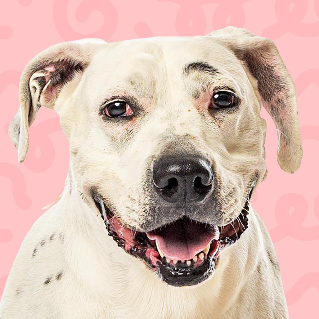 Enlarge Britnee, a Adoptable mixed breed in Reno, NV image 5/6