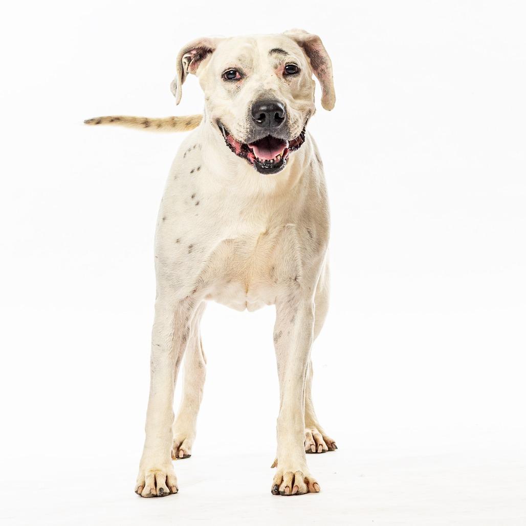 Enlarge Britnee, a Adoptable mixed breed in Reno, NV image 6/6