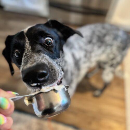 Bubba Butch, Adoptable, Young Male German Shorthaired Pointer & Australian Cattle Dog / Blue Heeler.