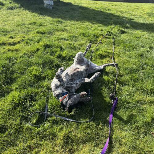 Enlarge Bubba Butch, a Adoptable mixed breed in Vancouver, WA image 2/5