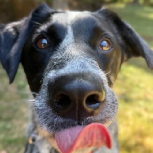Enlarge Bubba Butch, a Adoptable mixed breed in Vancouver, WA image 3/5