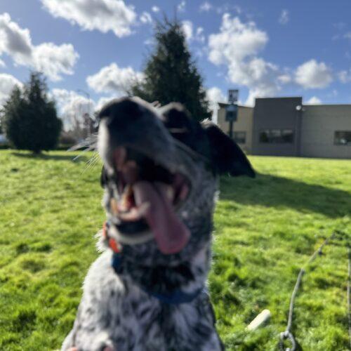 Enlarge Bubba Butch, a Adoptable mixed breed in Vancouver, WA image 4/5