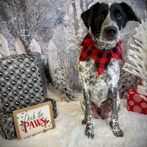 Enlarge Bubba Butch, a Adoptable mixed breed in Vancouver, WA image 5/5