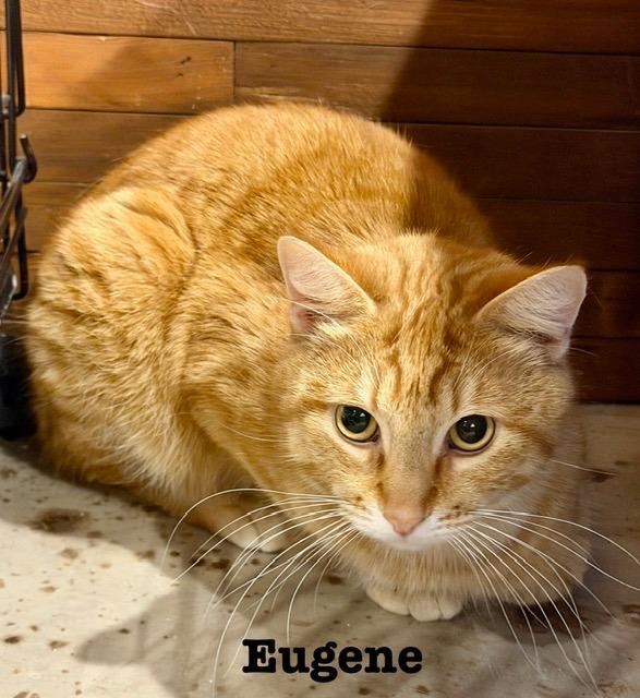Enlarge Eugene, a Adoptable Domestic Short Hair in Cloquet, MN image 1/1