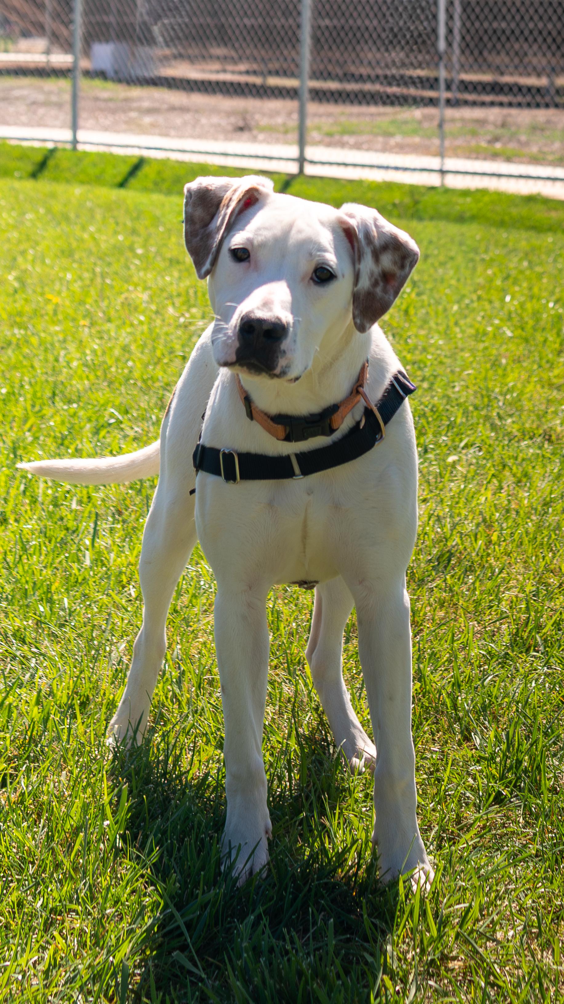 Yuki, Adoptable, Young Male Pit Bull Terrier & Boxer.