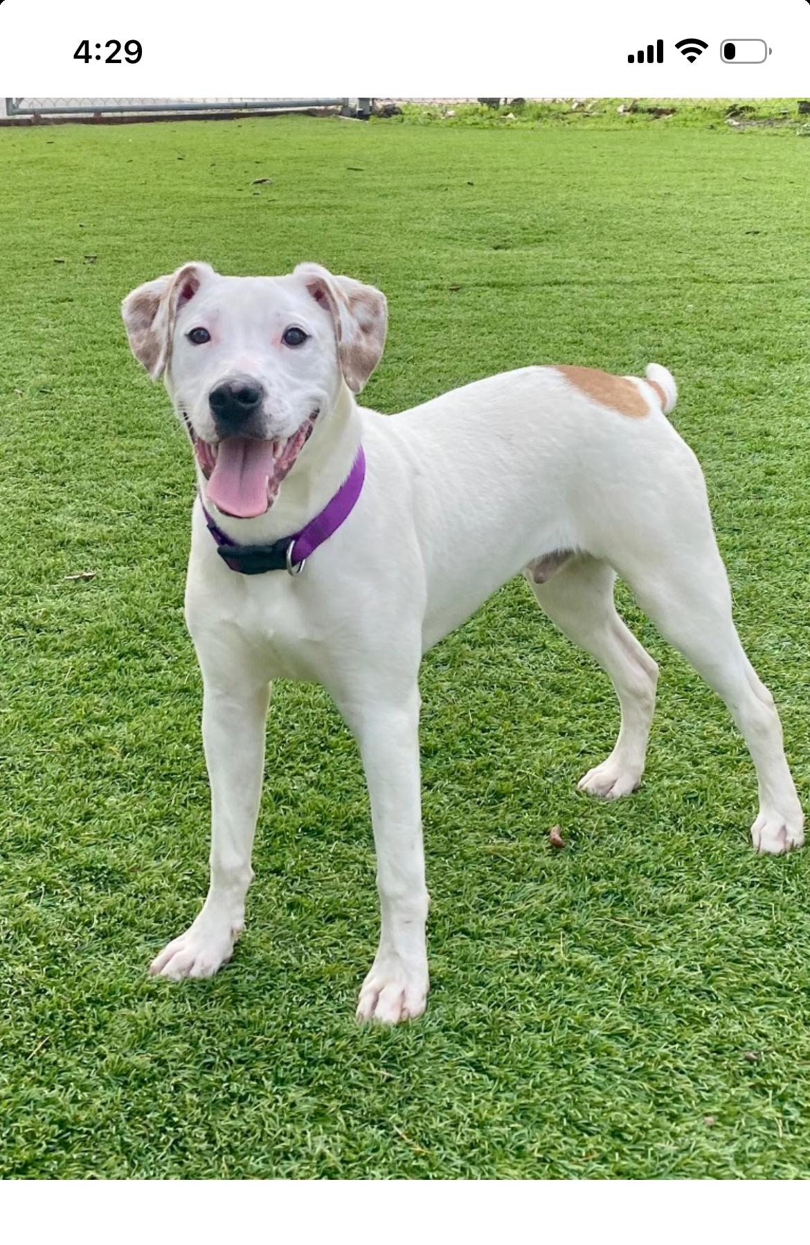 Enlarge Yuki, a Adoptable mixed breed in Chico, CA image 2/6