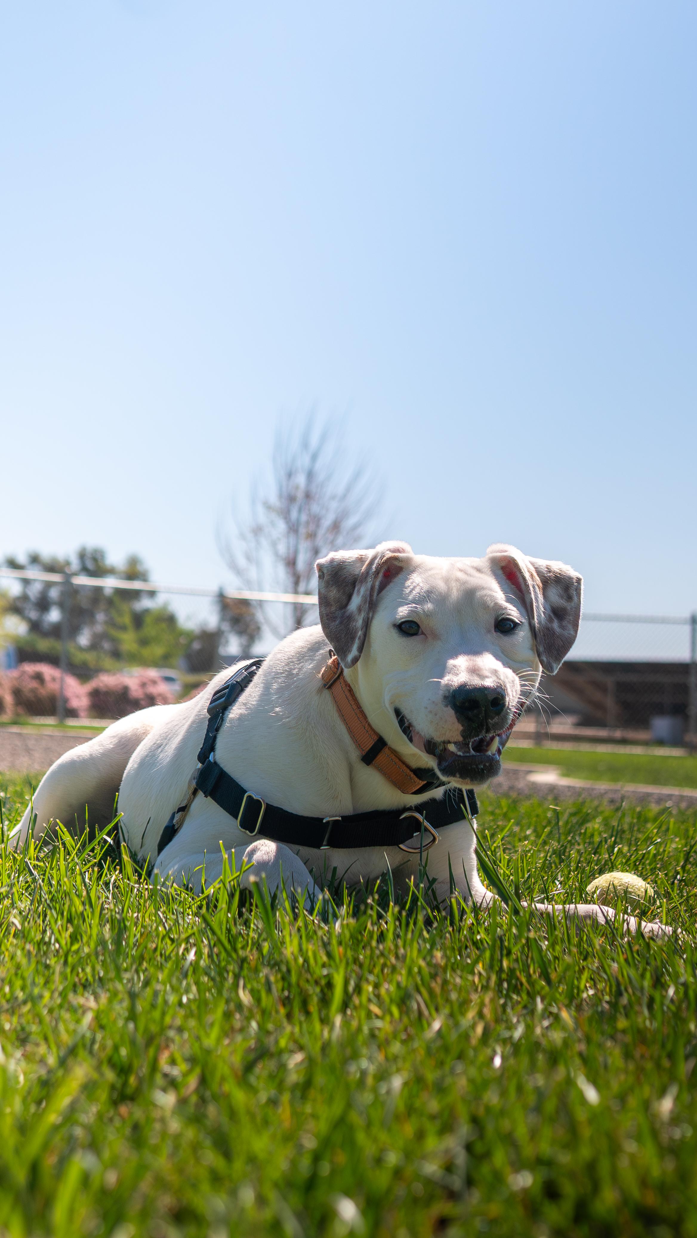 Enlarge Yuki, a Adoptable mixed breed in Chico, CA image 2/6