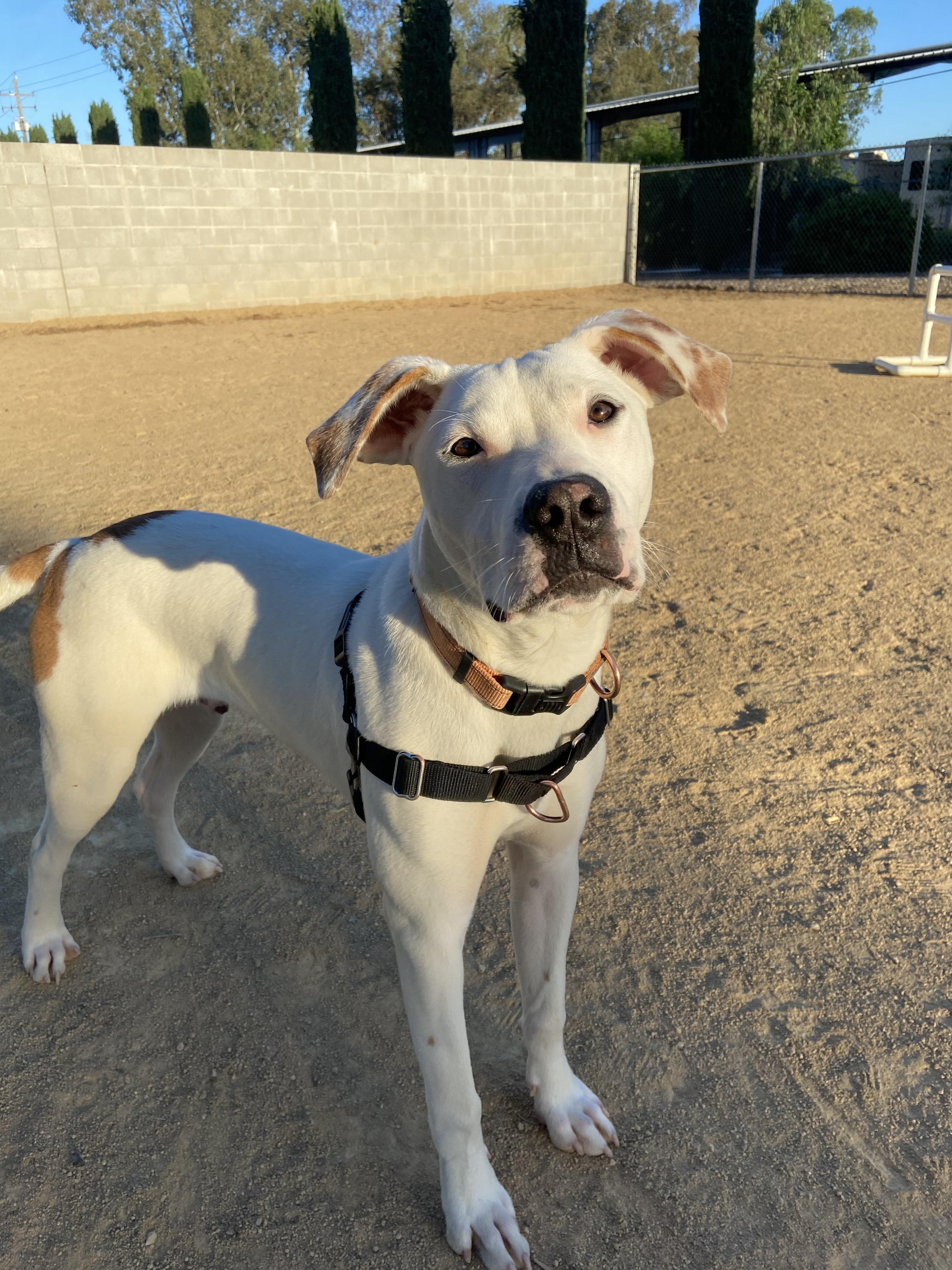 Enlarge Yuki, a Adoptable mixed breed in Chico, CA image 3/6