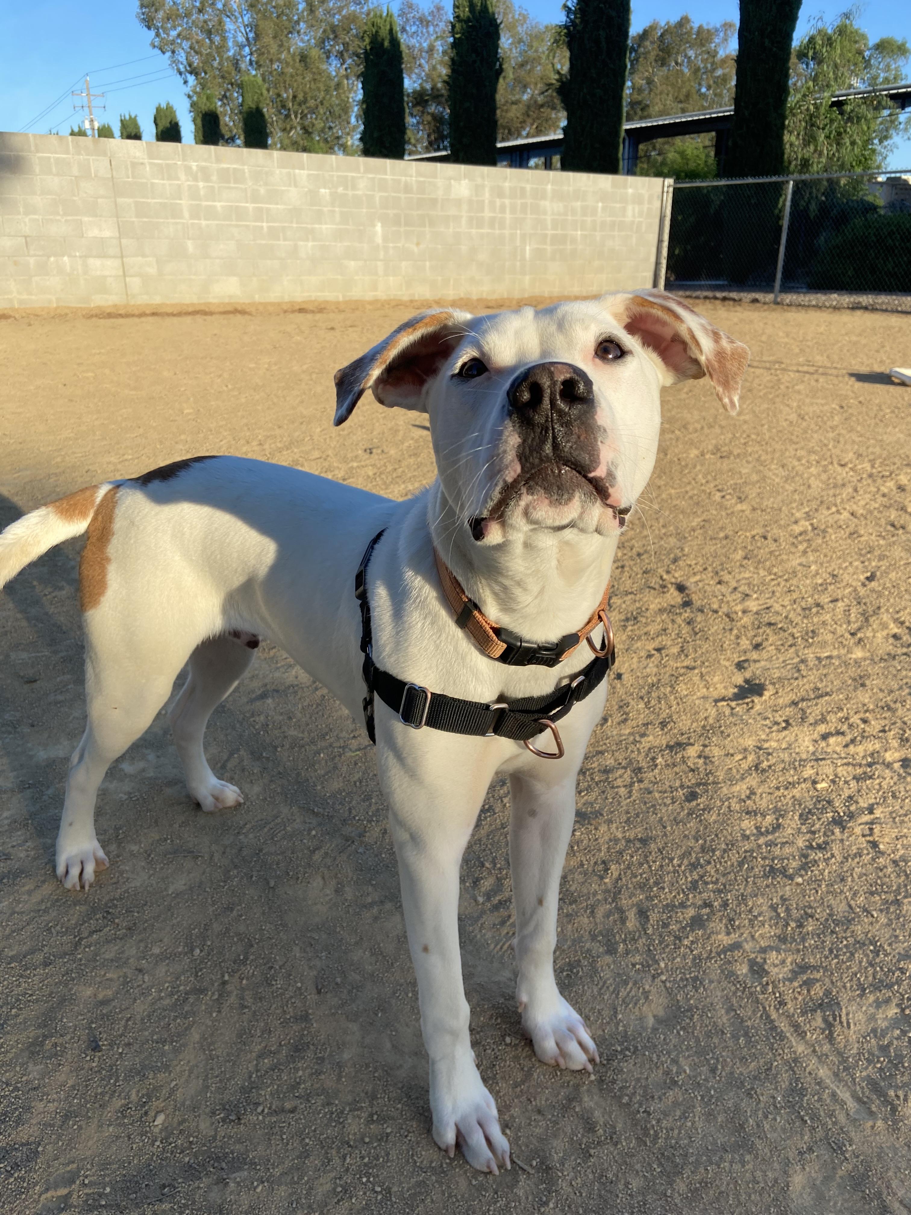Enlarge Yuki, a Adoptable mixed breed in Chico, CA image 5/6