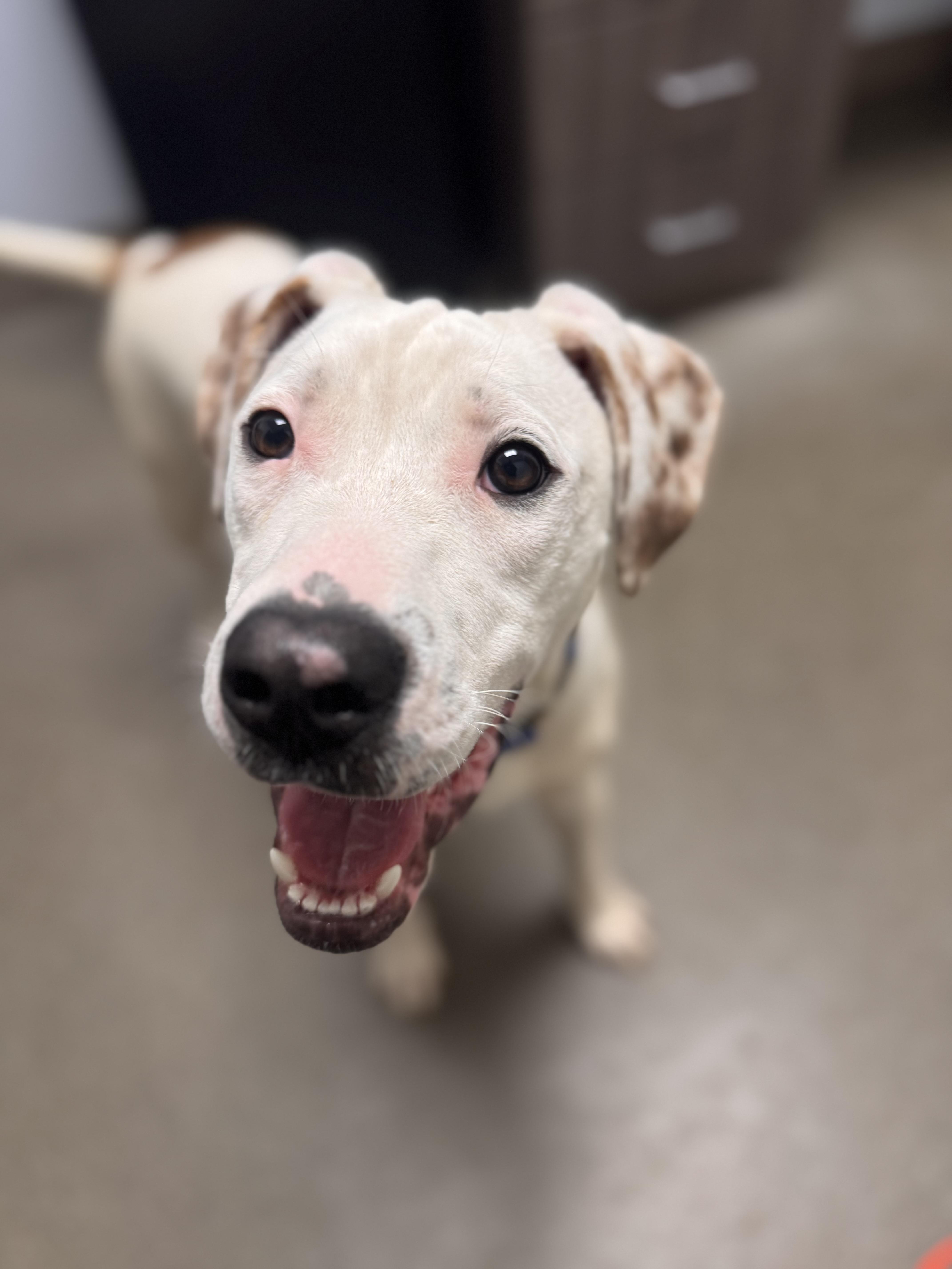 Enlarge Yuki, a Adoptable mixed breed in Chico, CA image 2/2