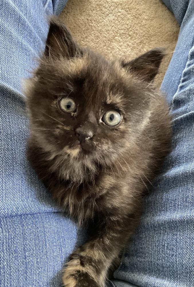 Enlarge Chalupa, a Adopted Domestic Long Hair in Youngsville, NC image 1/1