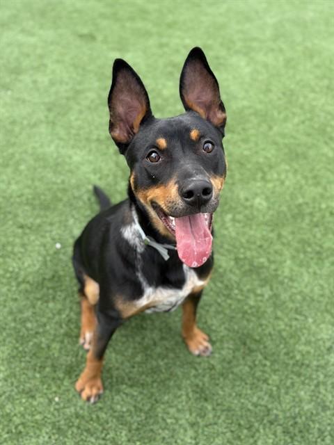 Enlarge PACKER, a Adoptable mixed breed in Castaic, CA image 1/1