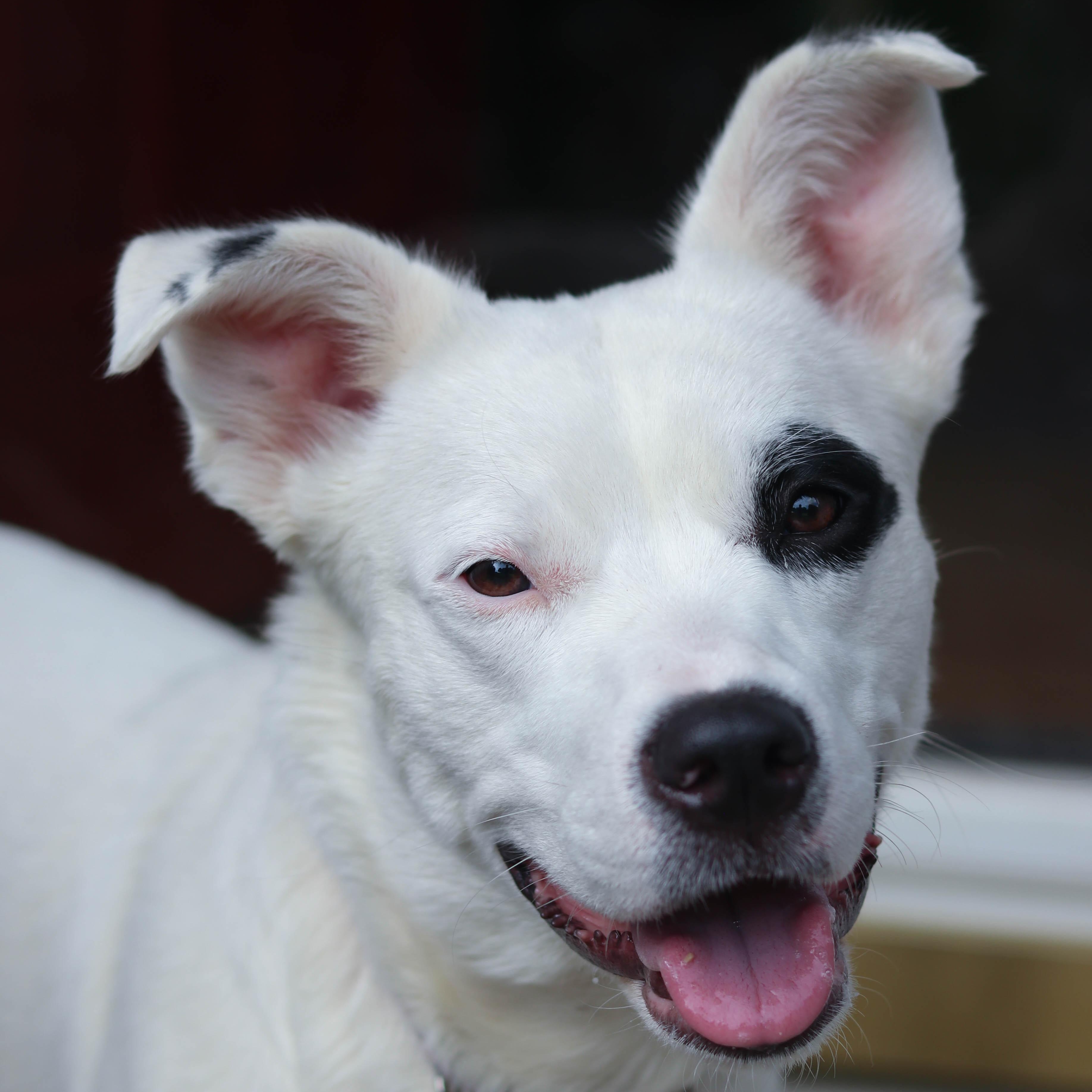 Piper, Adoptable, Young Female Labrador Retriever.