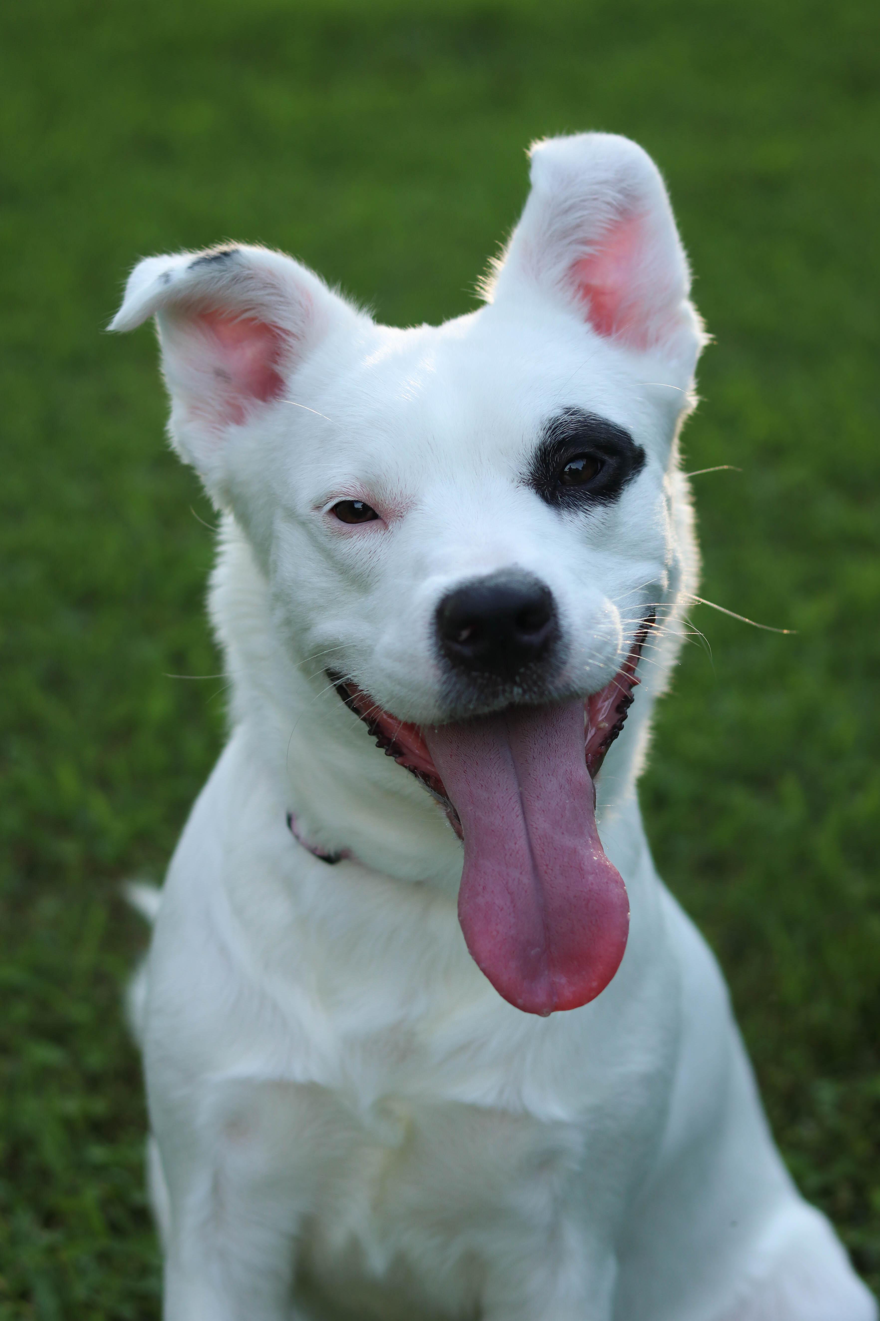 Piper, a Adoptable mixed breed in Statesville, NC image 2/6
