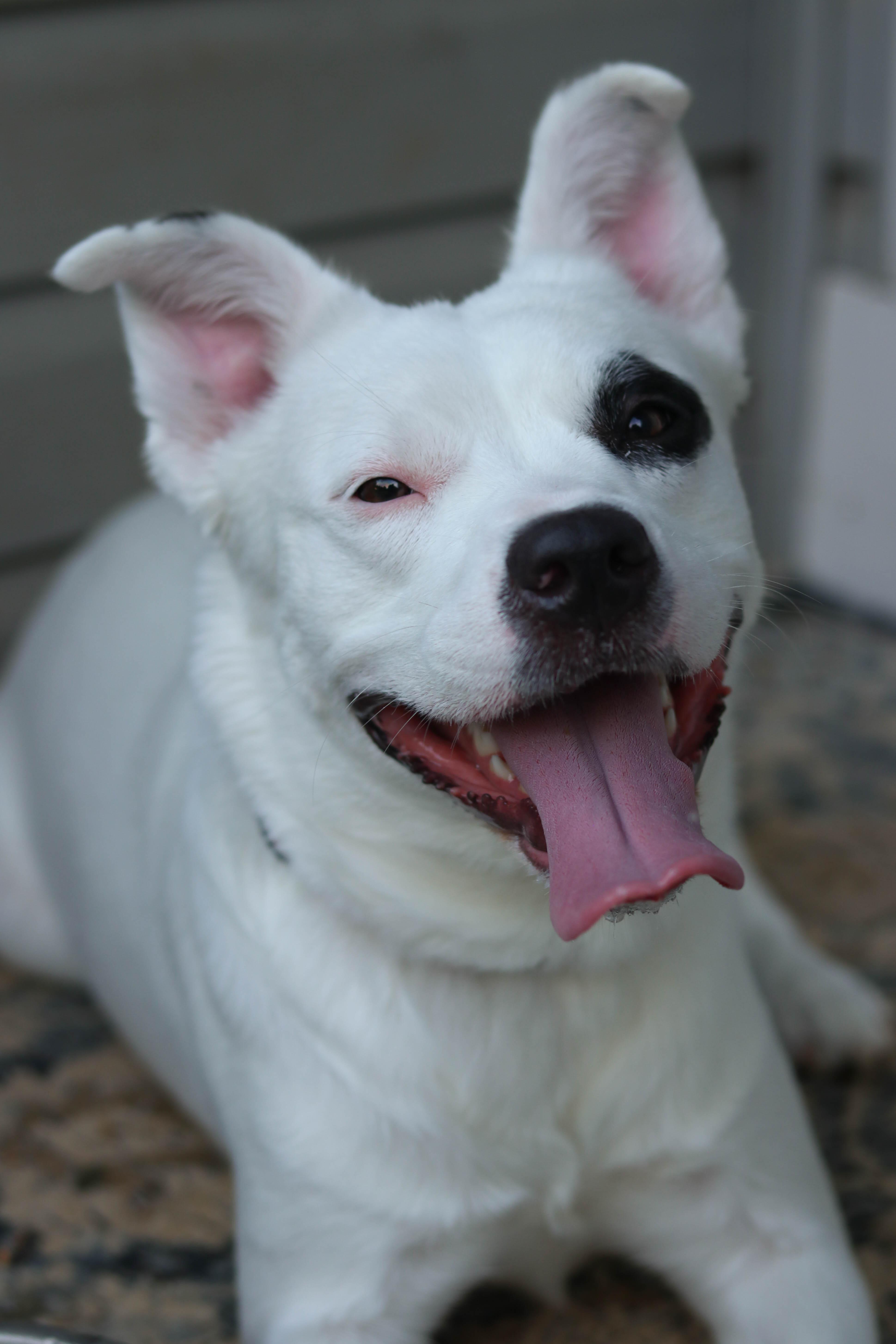 Piper, a Adoptable mixed breed in Statesville, NC image 4/6
