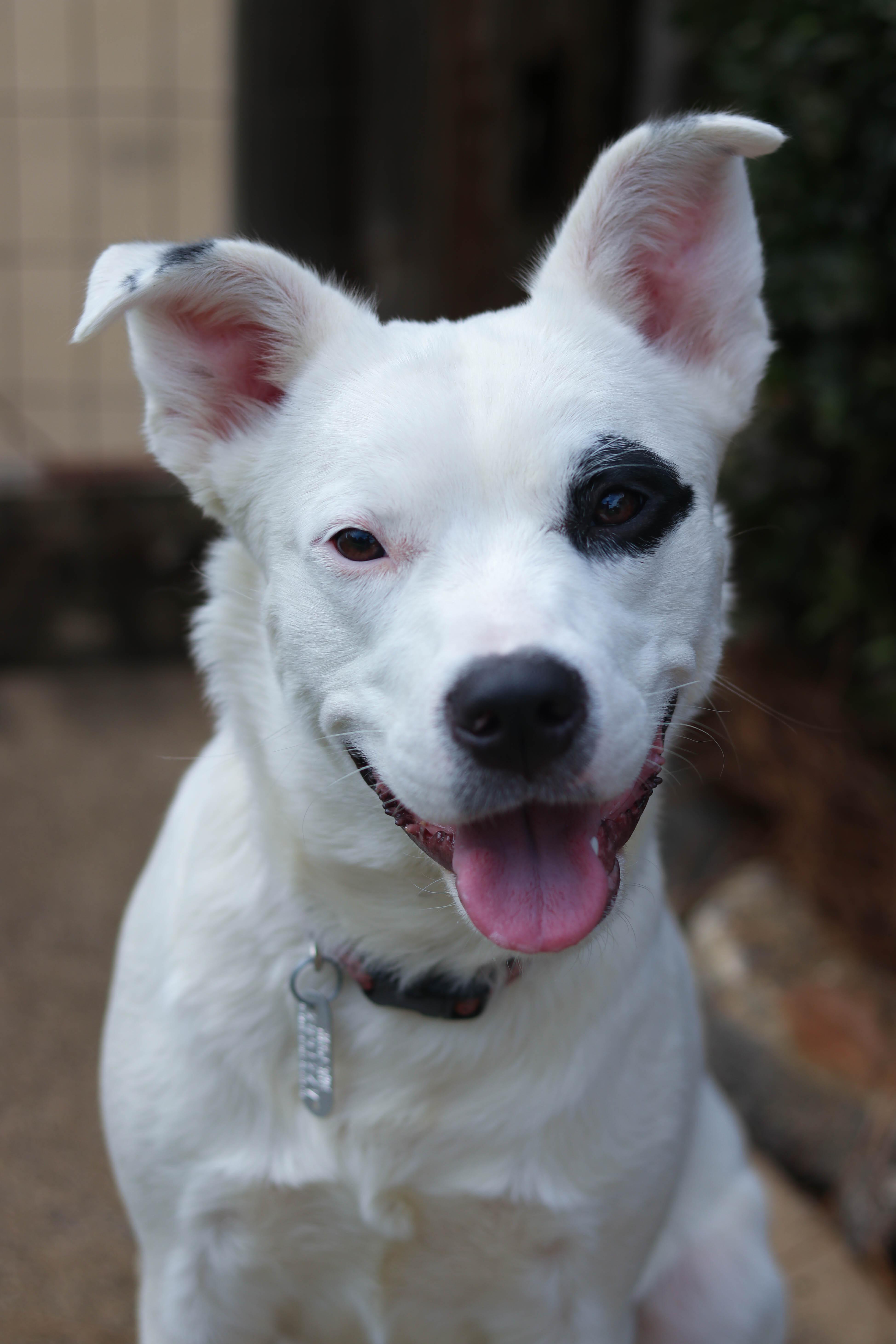 Piper, a Adoptable mixed breed in Statesville, NC image 3/6