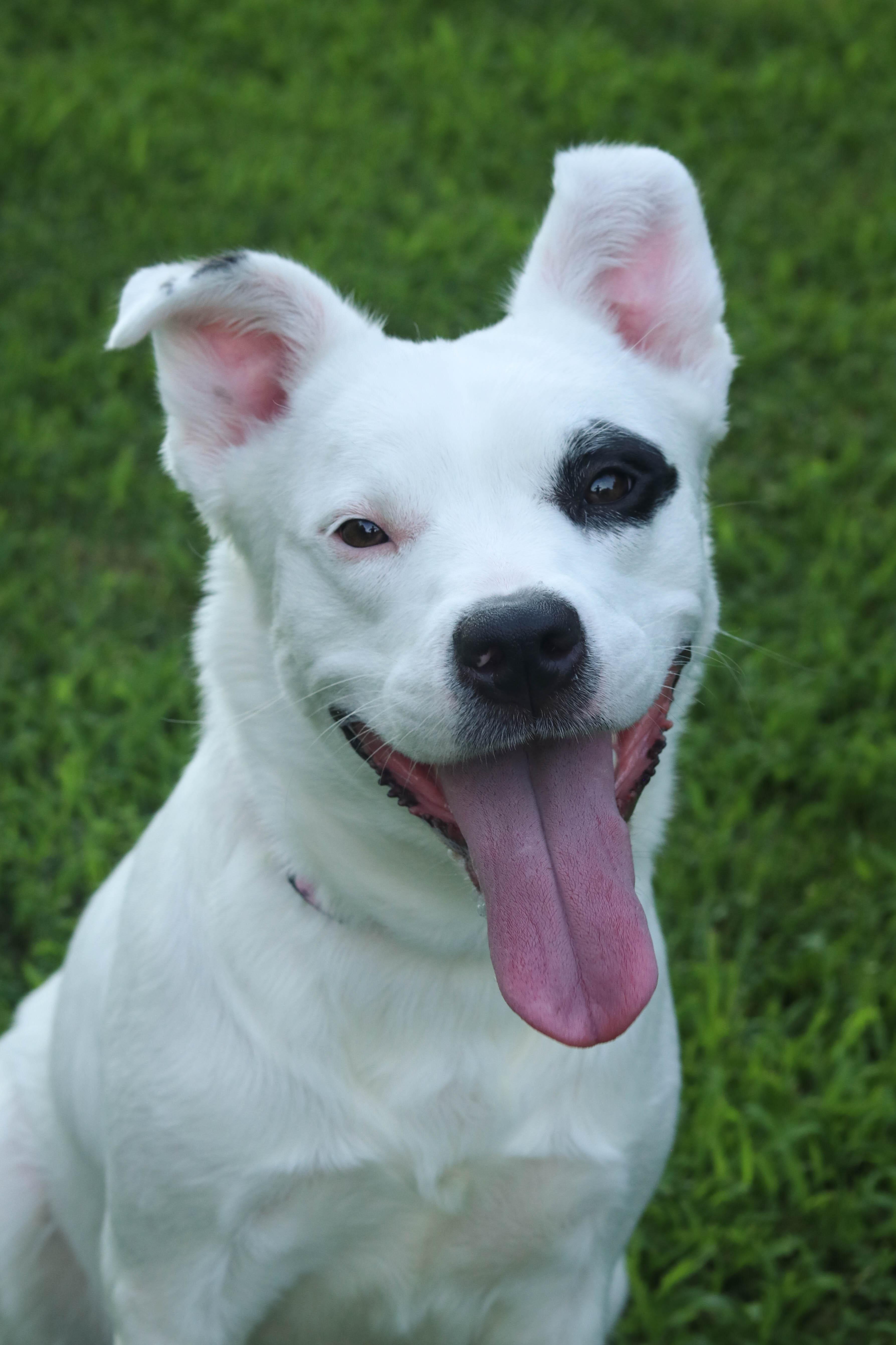 Piper, a Adoptable mixed breed in Statesville, NC image 5/6
