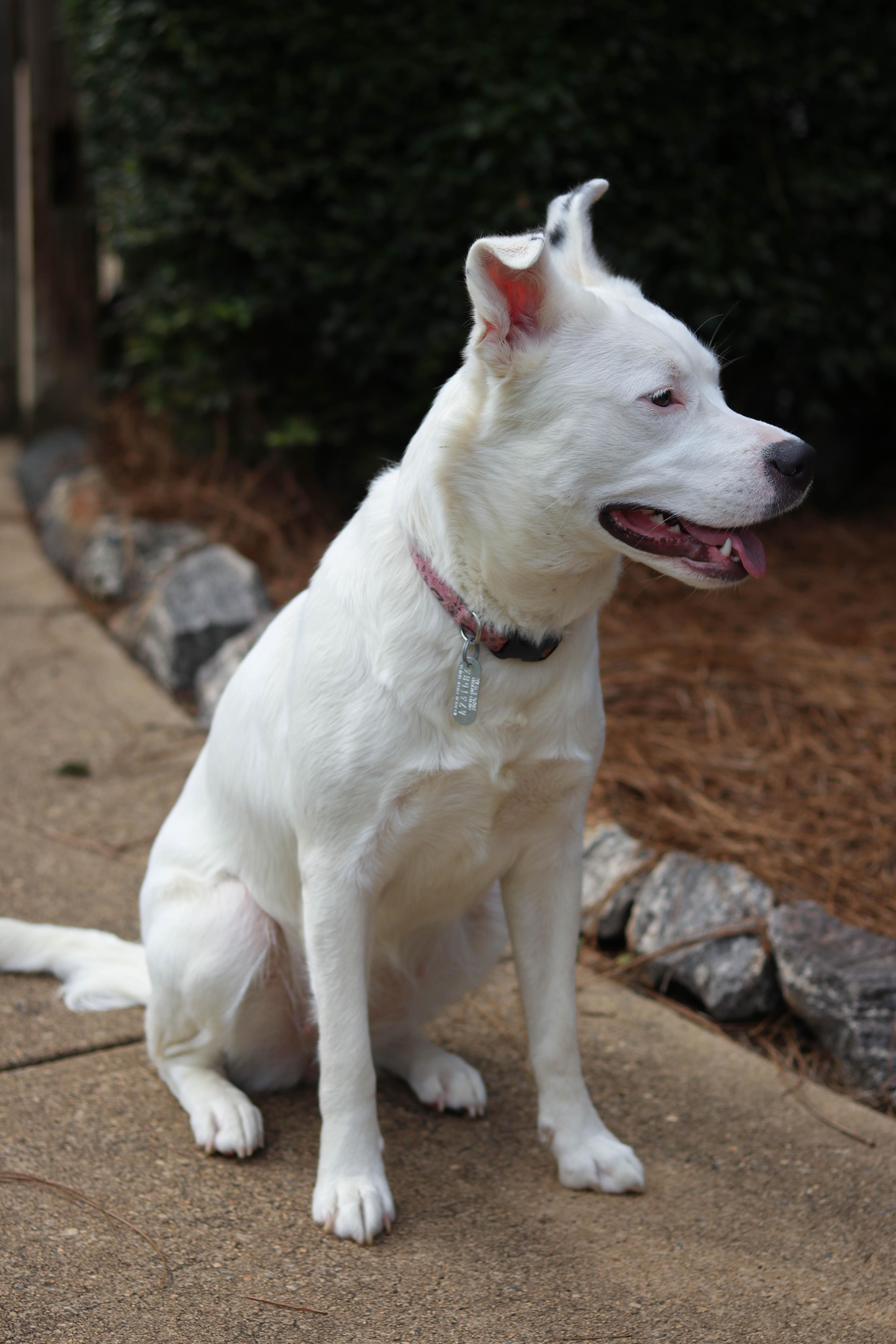 Piper, a Adoptable mixed breed in Statesville, NC image 6/6