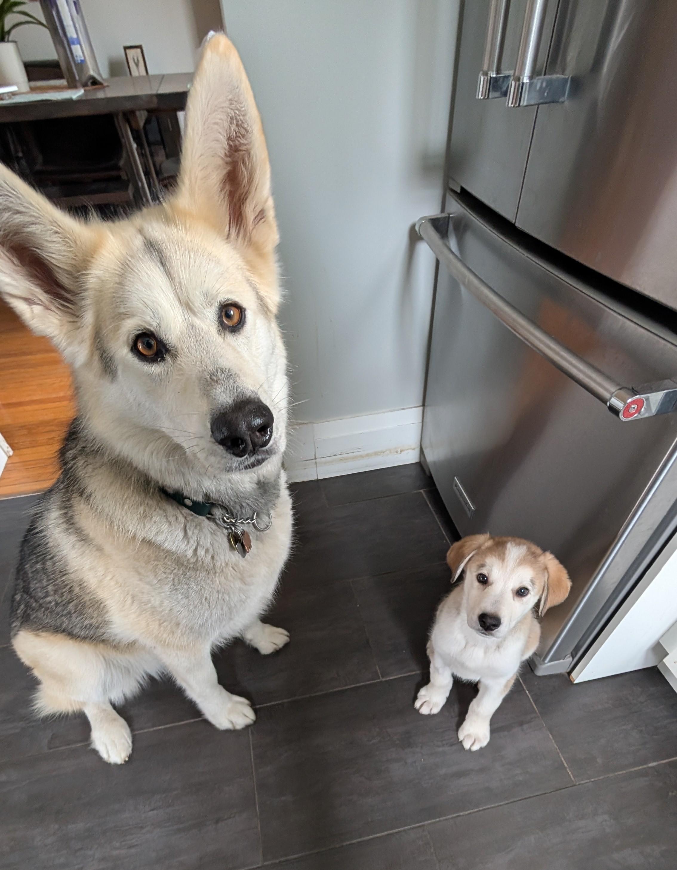 Pacey, an adopted mixed breed in Toronto, ON image 3/6