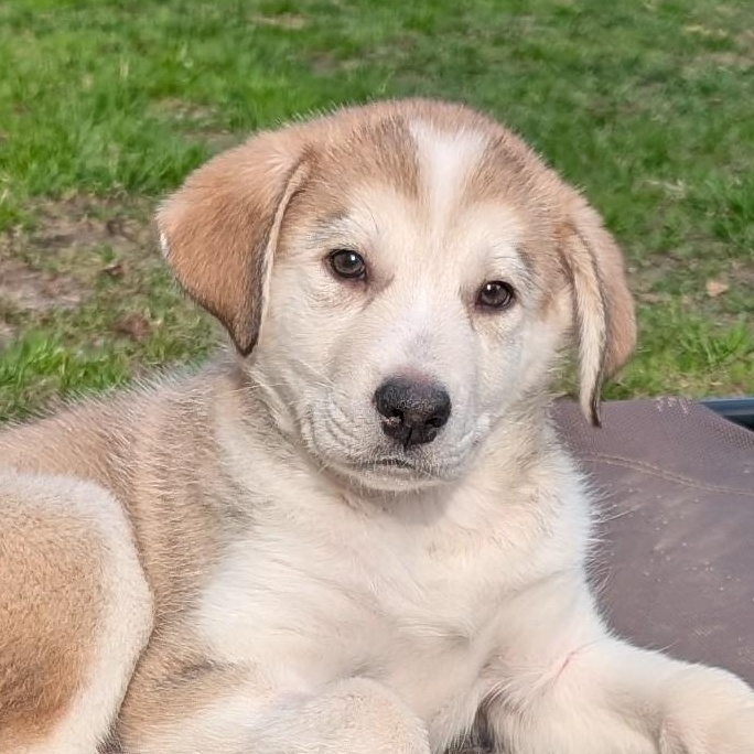 Pacey, adopted, Puppy Male Husky.