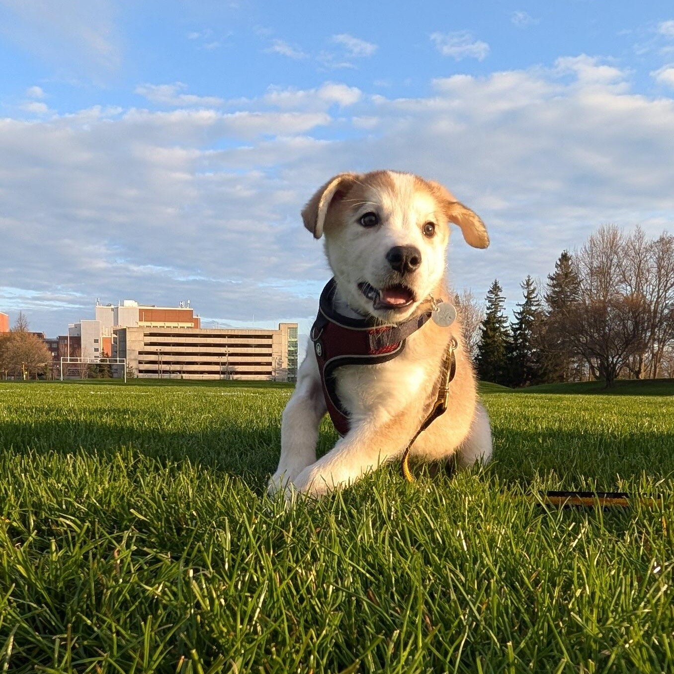 Pacey, an adopted mixed breed in Toronto, ON image 2/6