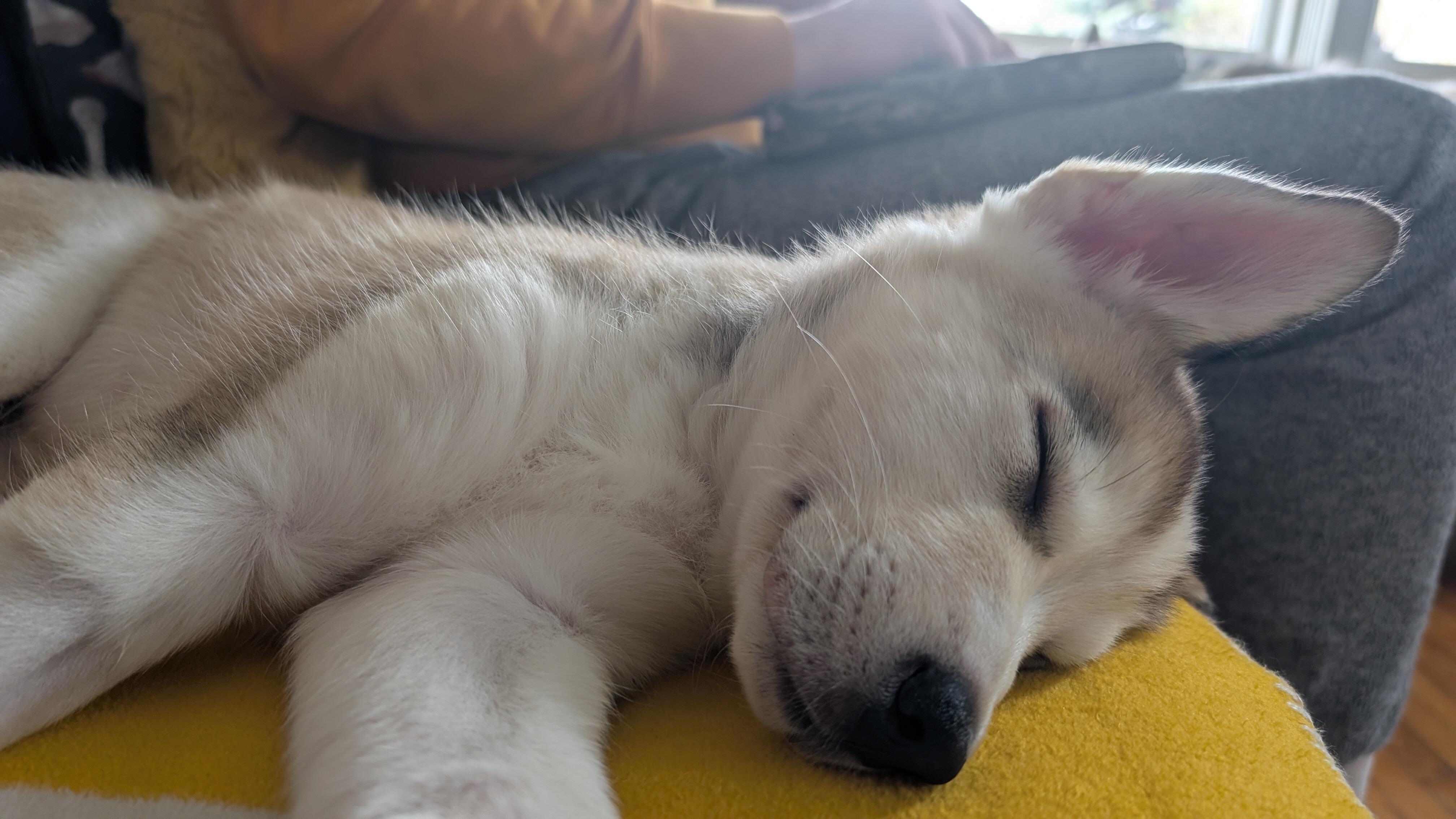 Pacey, an adopted mixed breed in Toronto, ON image 6/6