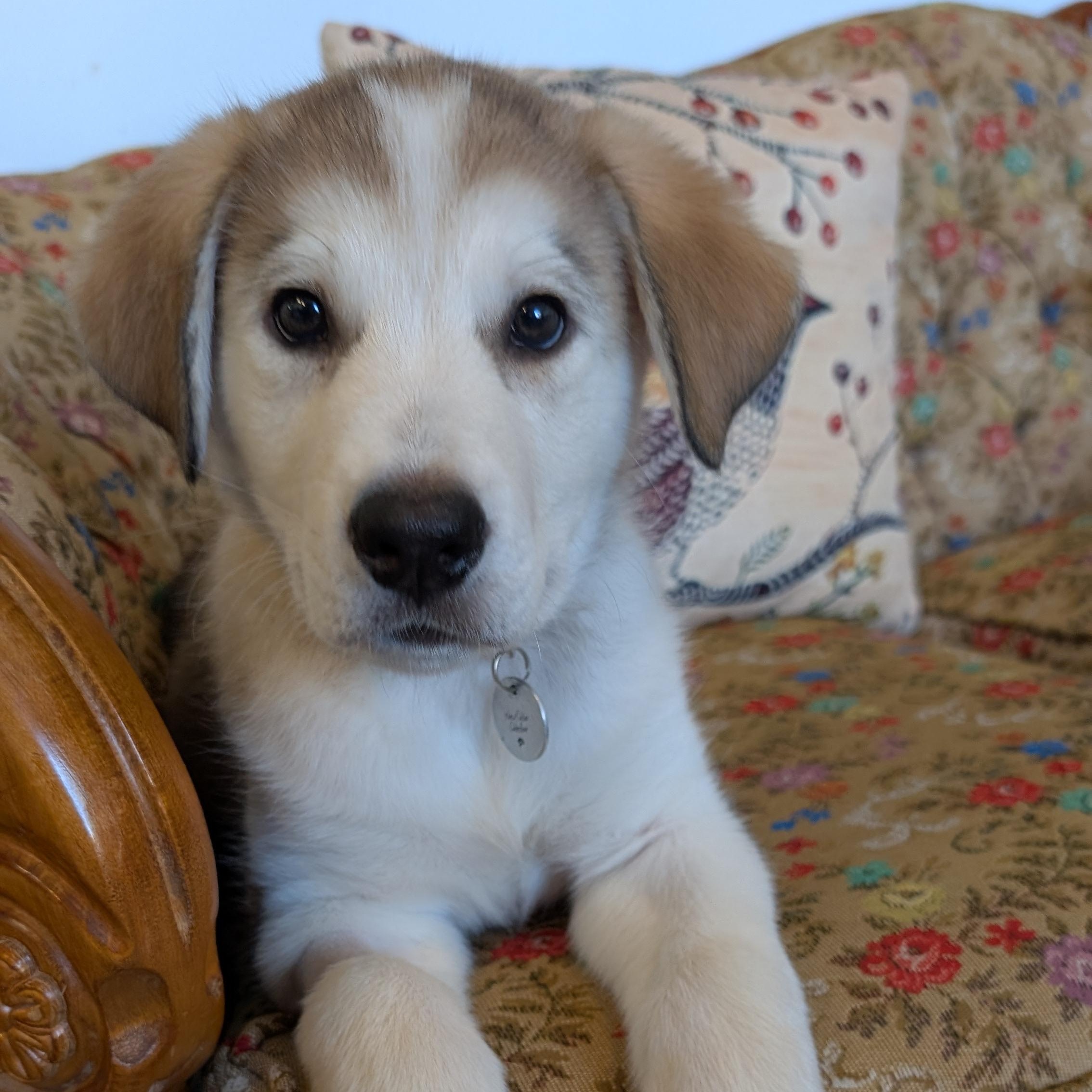 Pacey, an adopted mixed breed in Toronto, ON image 4/6