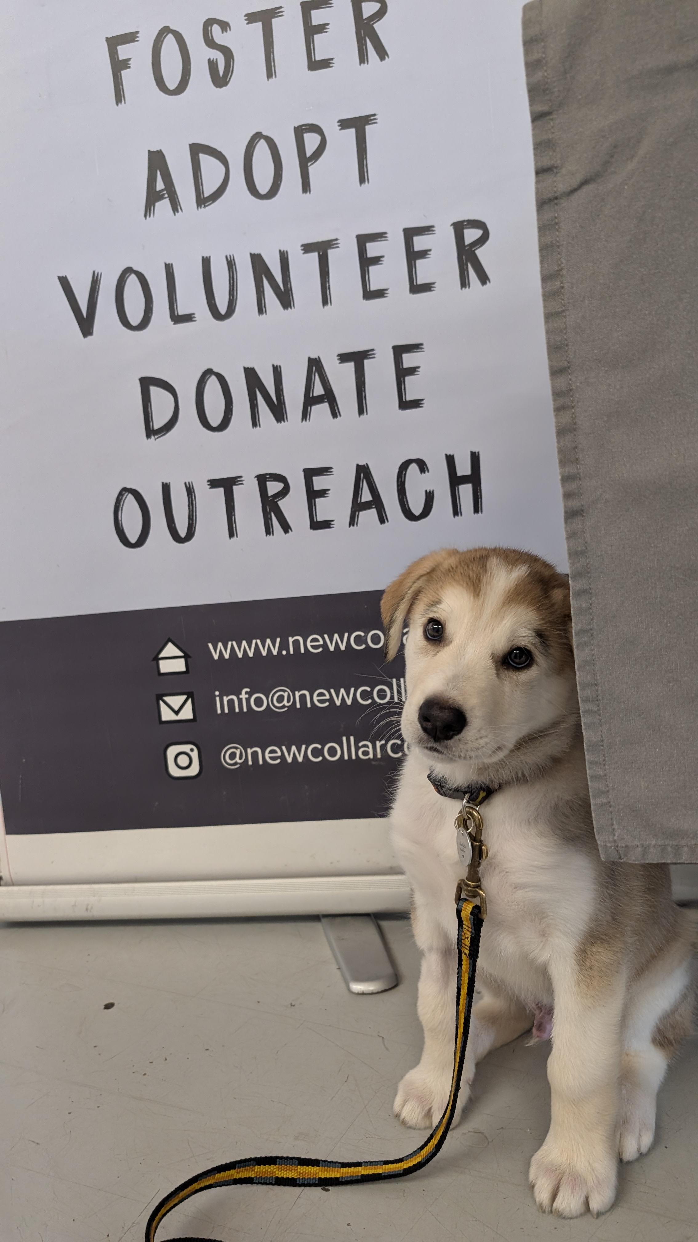 Pacey, an adopted mixed breed in Toronto, ON image 5/6