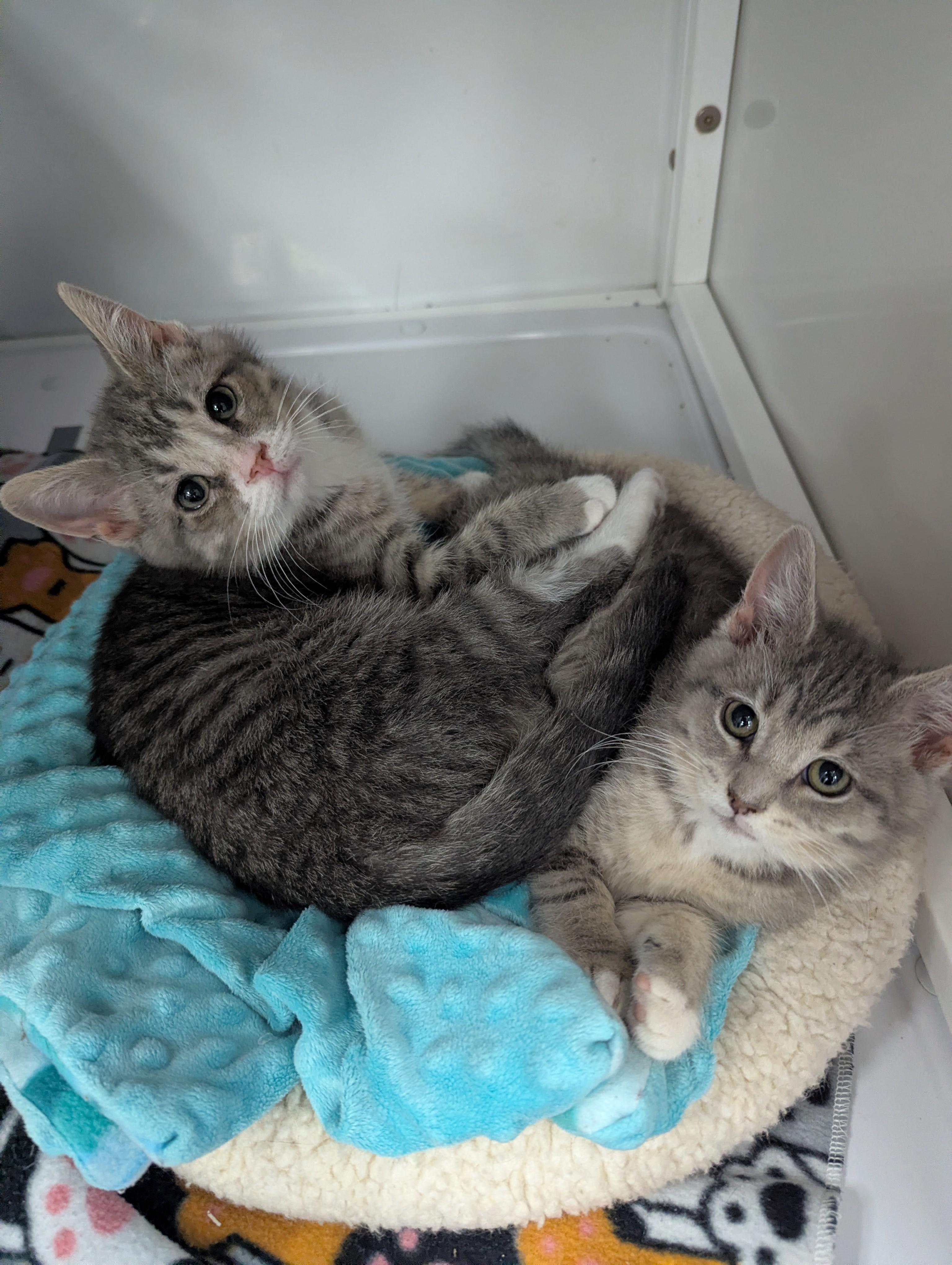 Pauly, adopted, Kitten Male Domestic Short Hair.