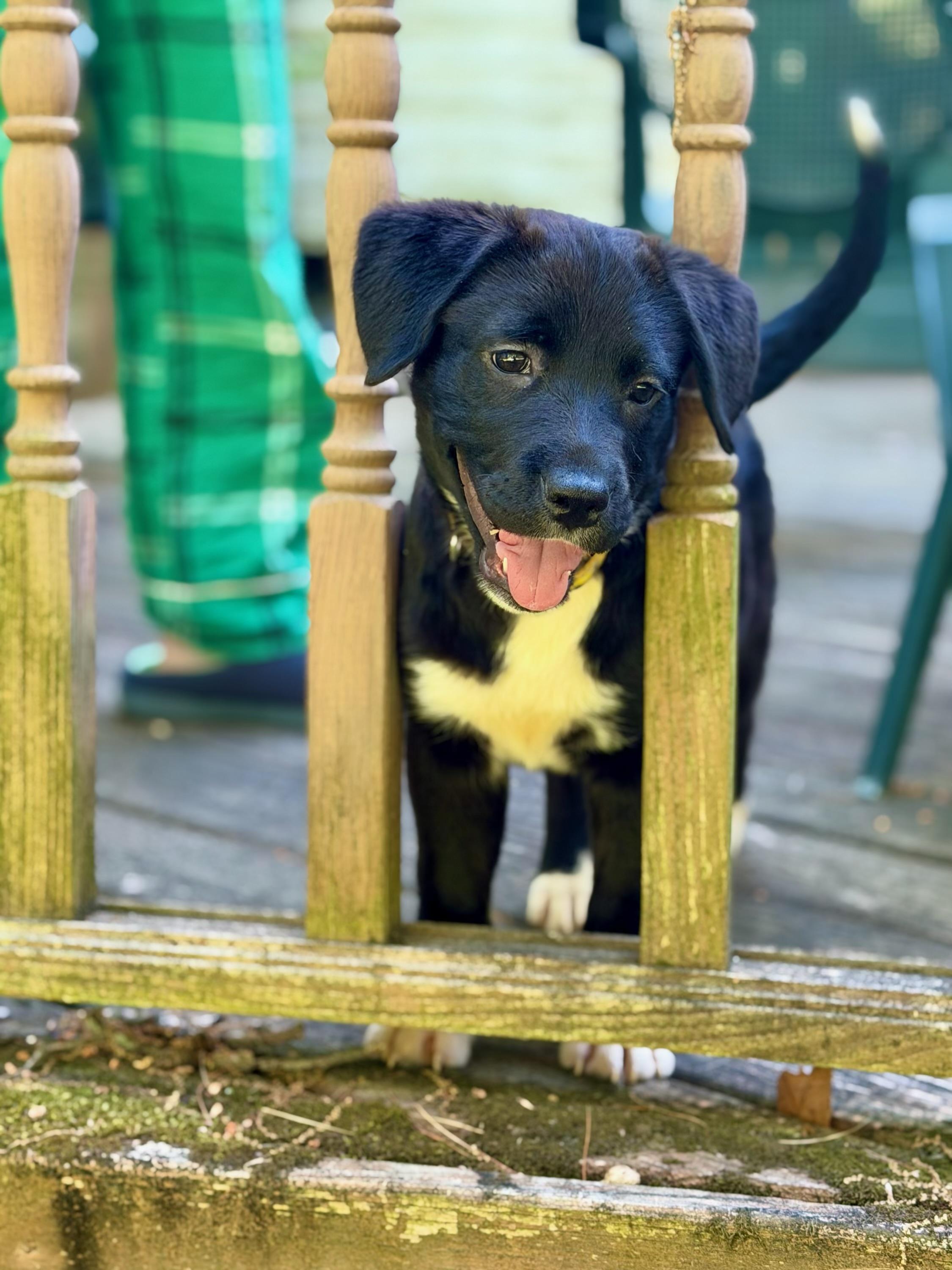 Pets for adoption from Help Orphan Puppies | Petfinder