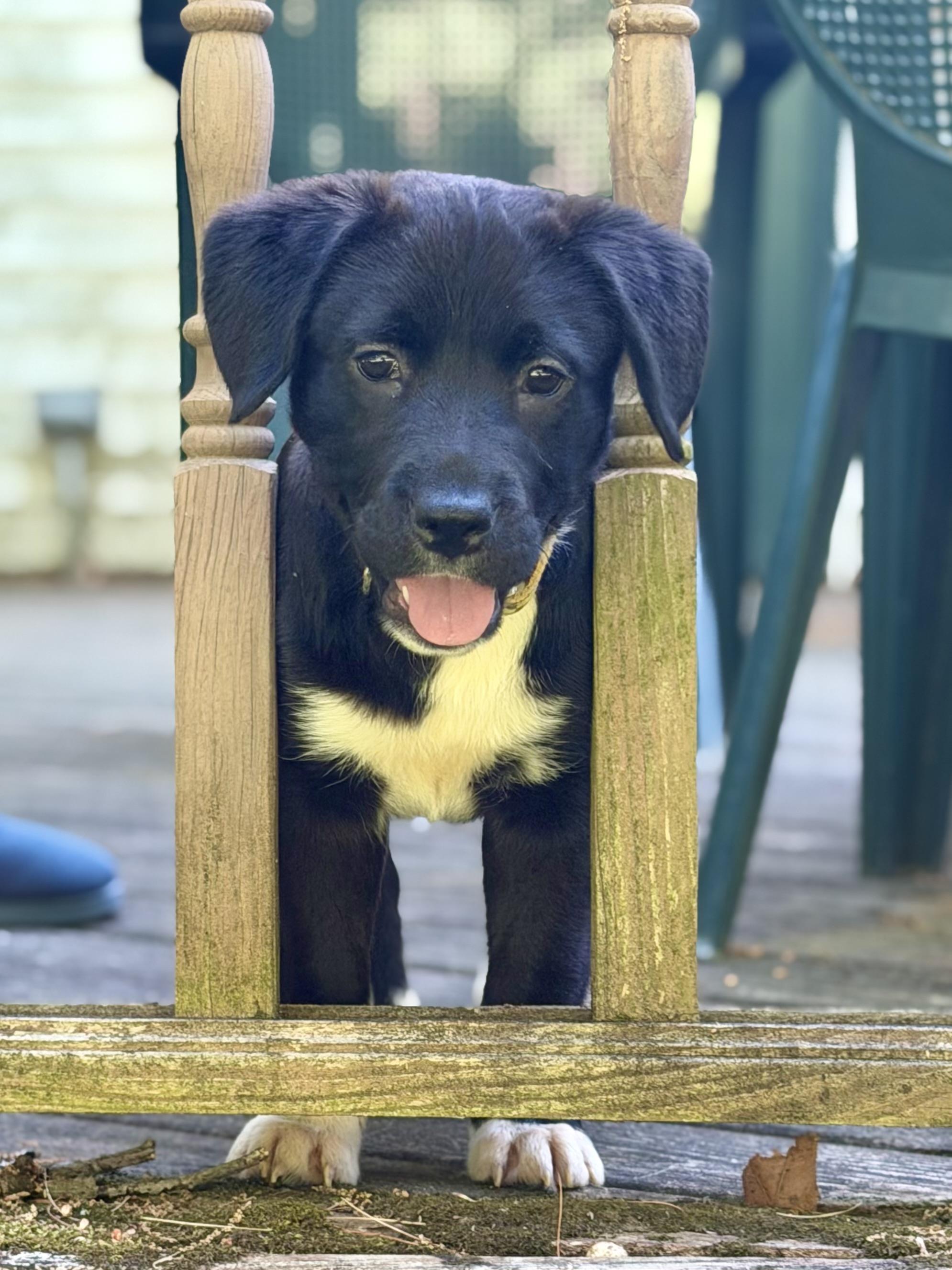 Enlarge Matilda, a ADOPTABLE mixed breed in Albany, NY image 5/6