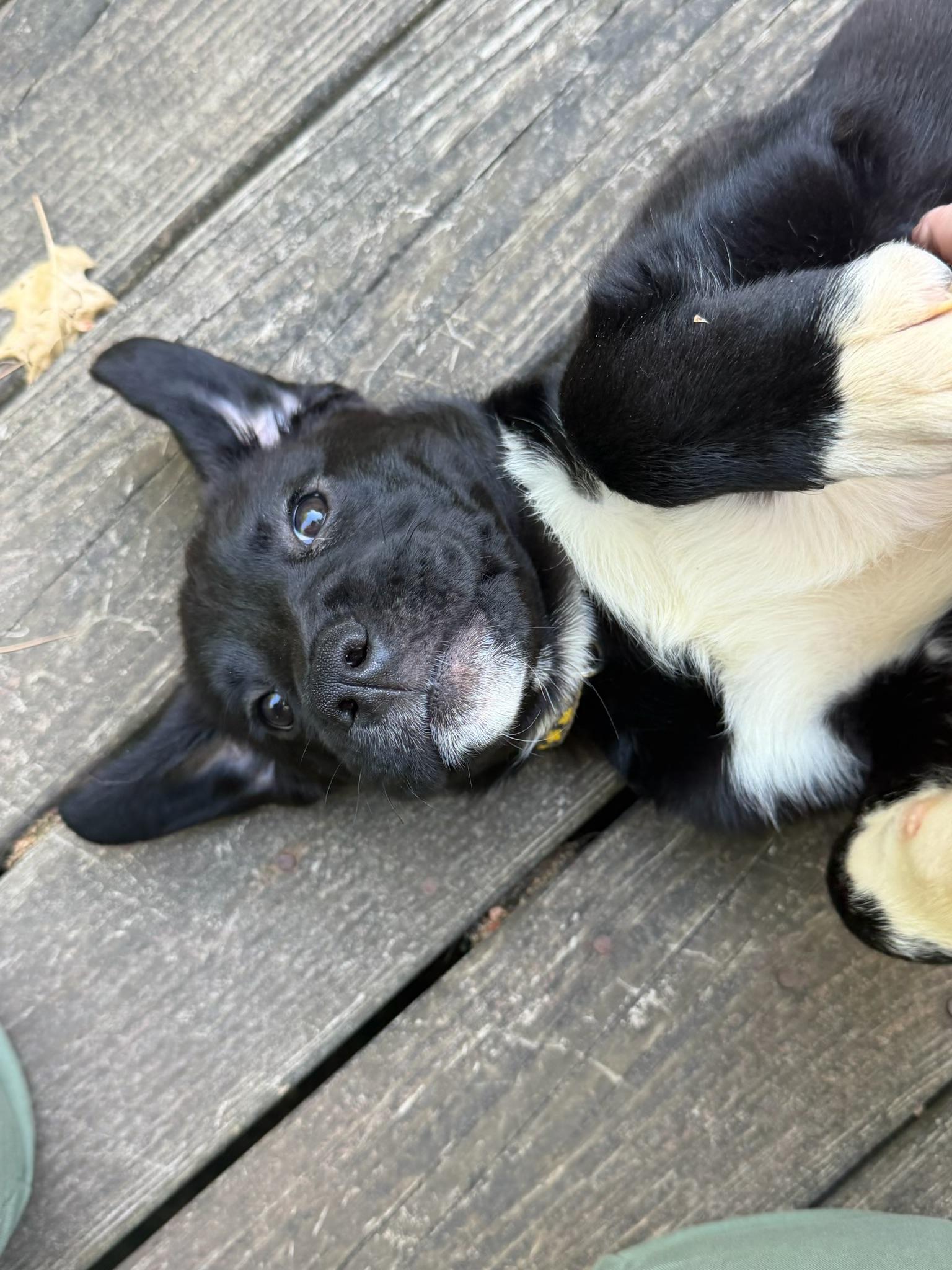 Enlarge Matilda, a ADOPTABLE mixed breed in Albany, NY image 2/6