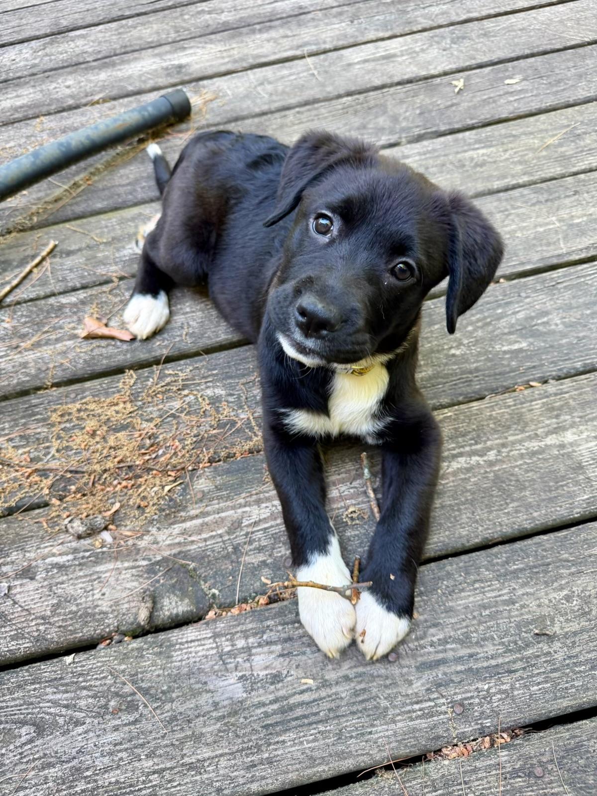 Enlarge Matilda, a ADOPTABLE mixed breed in Albany, NY image 4/6