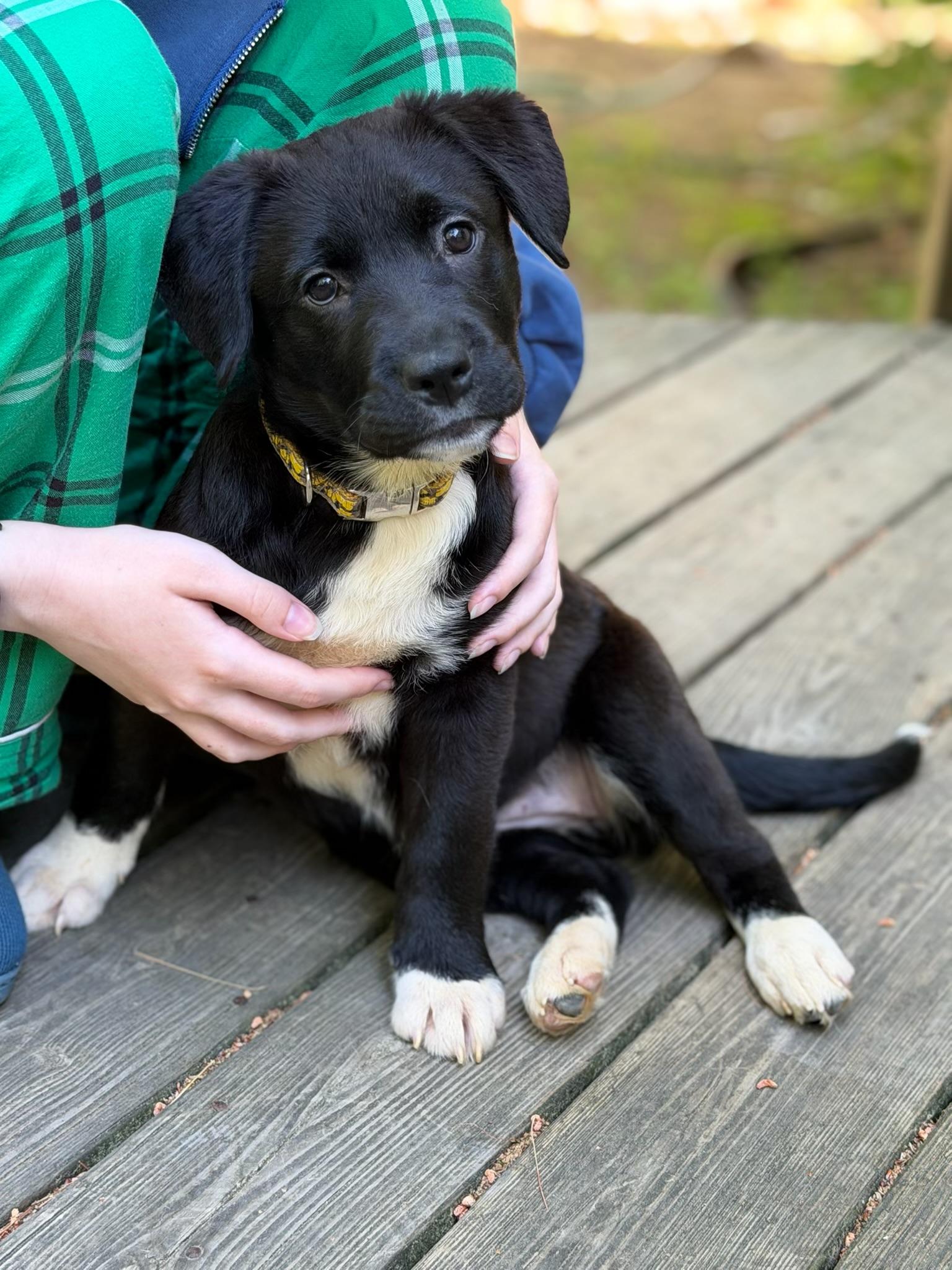 Enlarge Matilda, a ADOPTABLE mixed breed in Albany, NY image 6/6