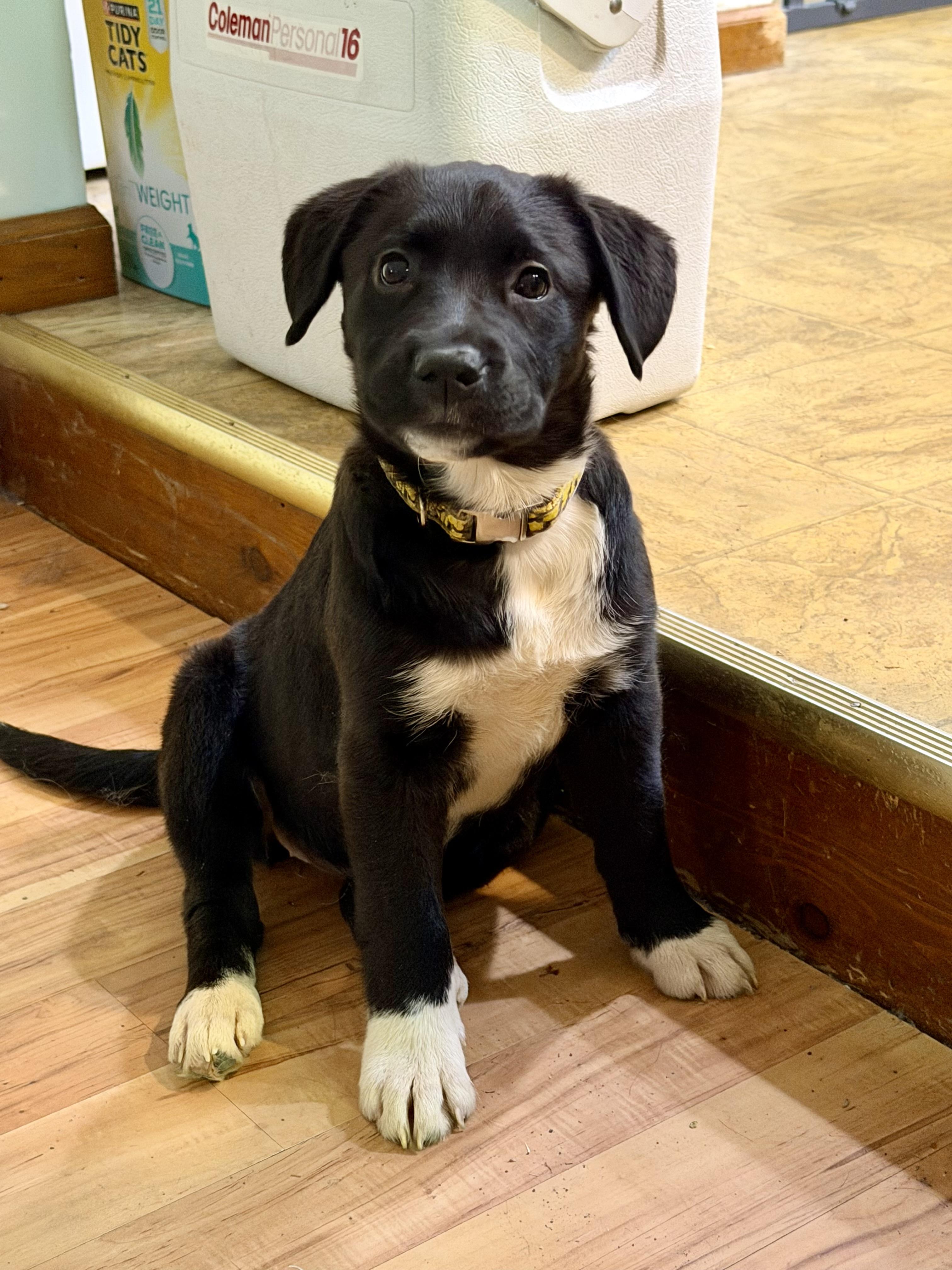 Enlarge Matilda, a ADOPTABLE mixed breed in Albany, NY image 3/6