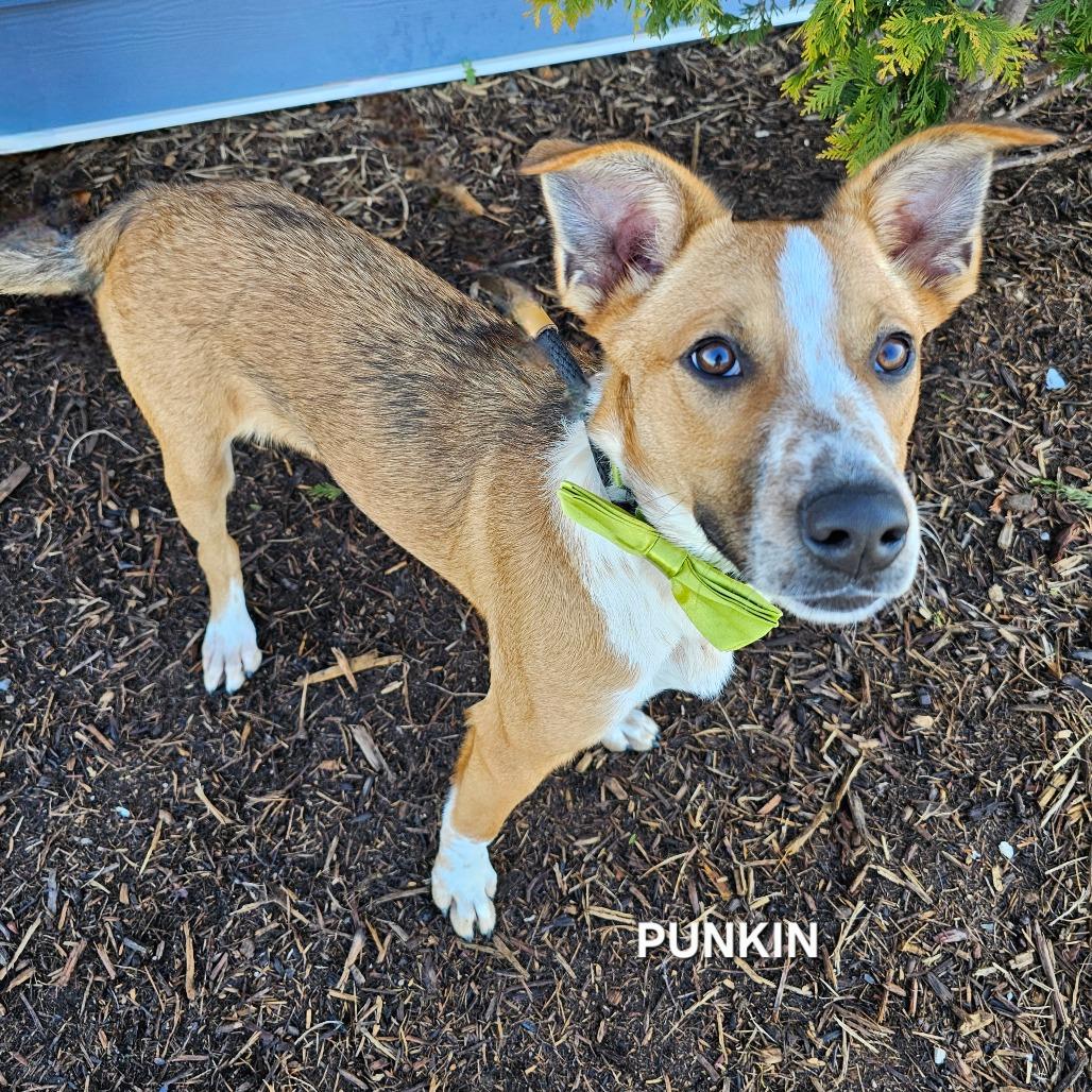 Enlarge Punkin', a Adoptable mixed breed in Madisonville, TN image 1/4