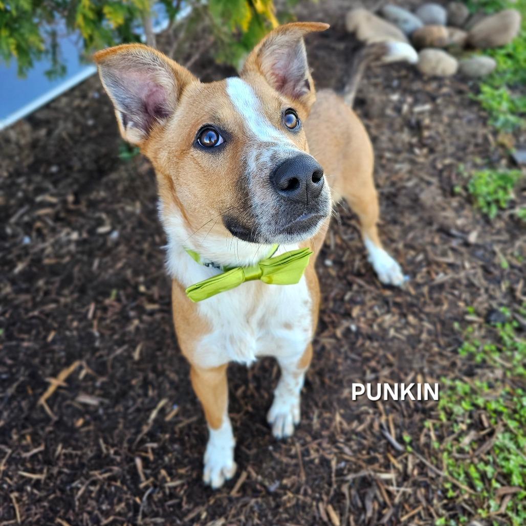 Enlarge Punkin', a Adoptable mixed breed in Madisonville, TN image 2/4