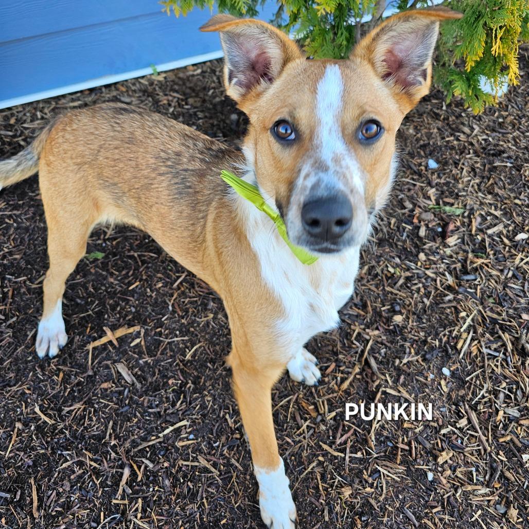 Enlarge Punkin', a Adoptable mixed breed in Madisonville, TN image 3/4
