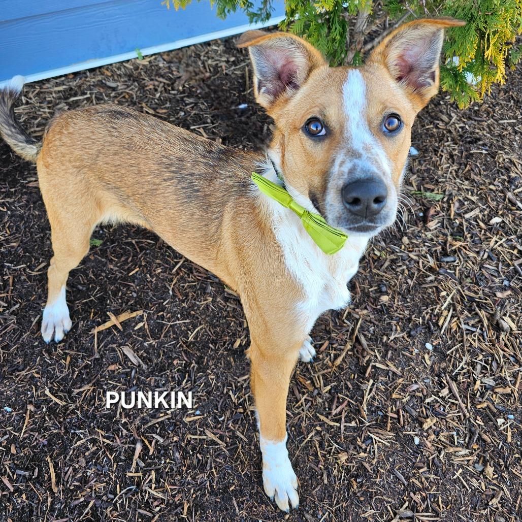 Enlarge Punkin', a Adoptable mixed breed in Madisonville, TN image 4/4