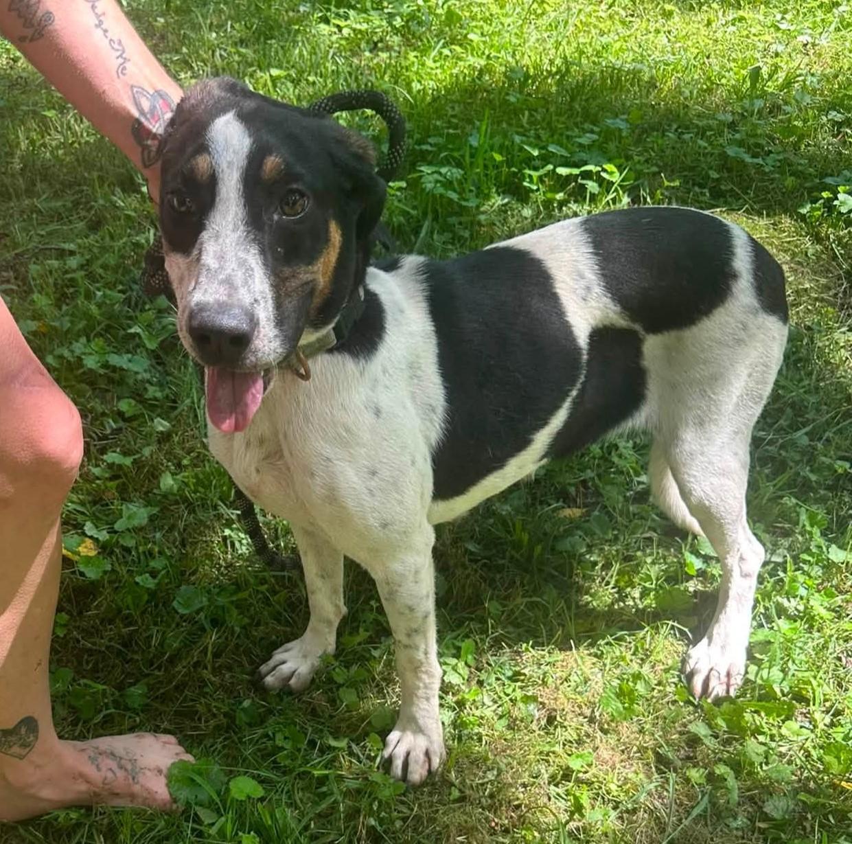 Enlarge Lilly - Petite and Sweet, a Adoptable mixed breed in North Bay, ON image 2/4