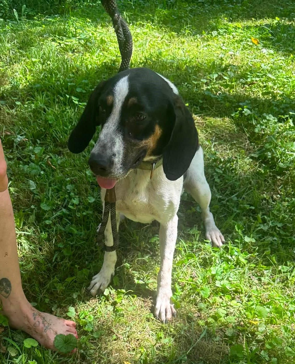 Enlarge Lilly - Petite and Sweet, a Adoptable mixed breed in North Bay, ON image 4/4