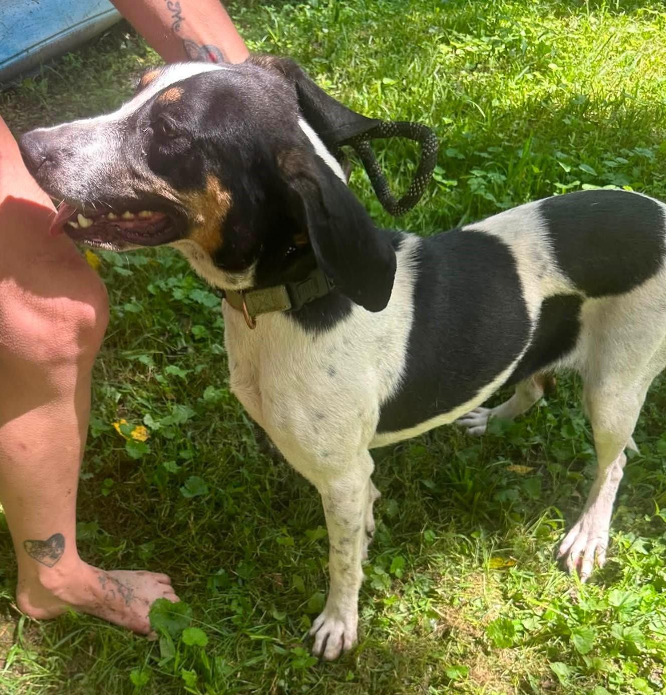 Enlarge Lilly - Petite and Sweet, a Adoptable mixed breed in North Bay, ON image 3/4