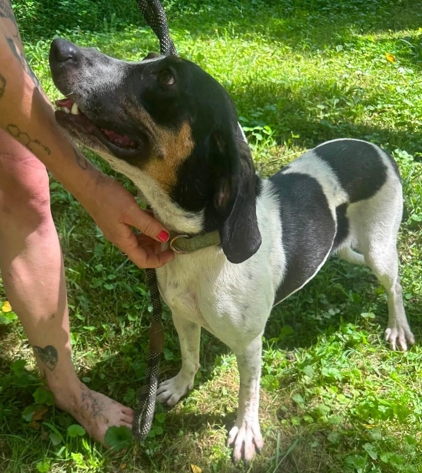 Lilly - Petite and Sweet, Adoptable, Young Female Coonhound.