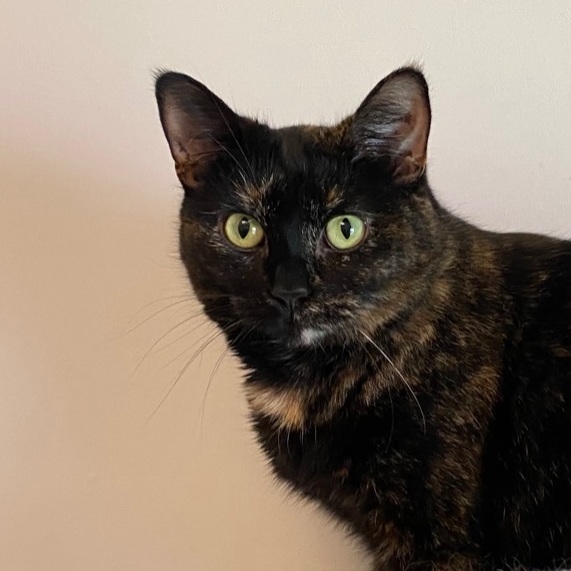 Rosalie, a Adoptable Tortoiseshell in Goshen, IN image 3/4