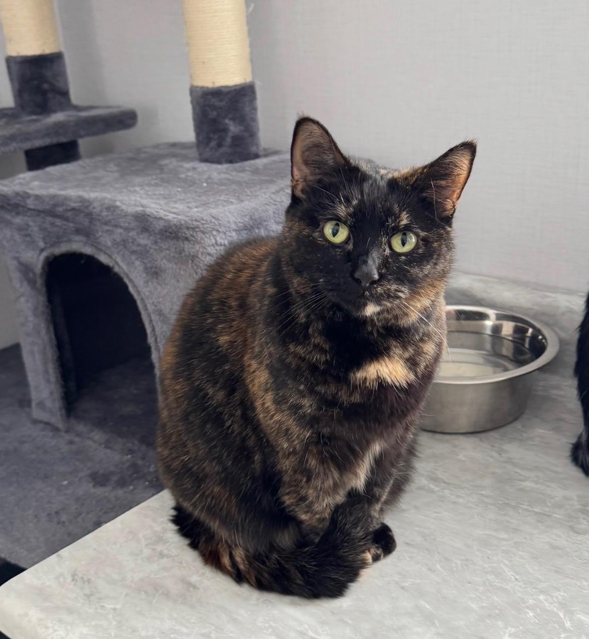 Enlarge Rosalie, a Adoptable Tortoiseshell in Goshen, IN image 3/6