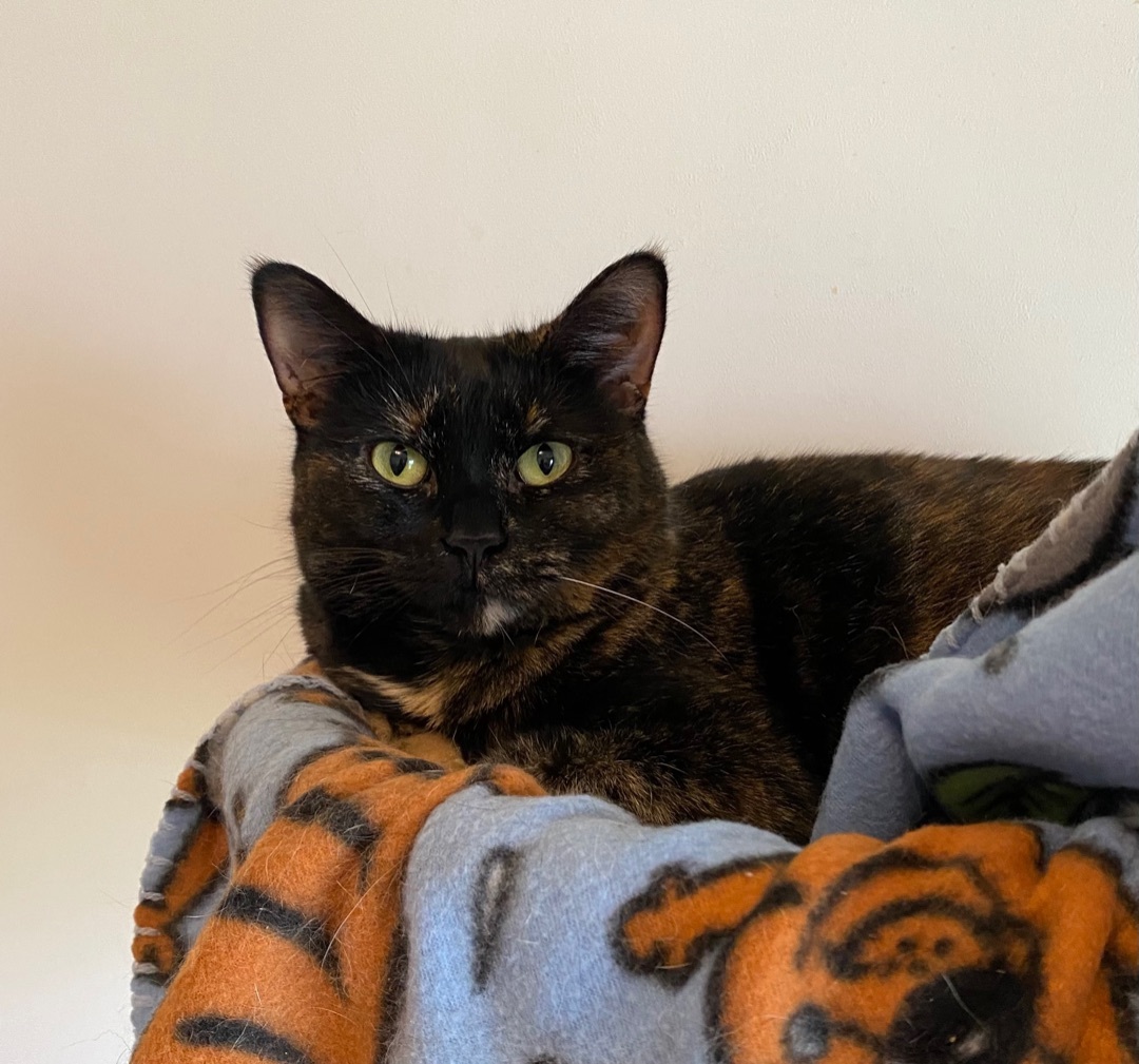 Rosalie, a Adoptable Tortoiseshell in Goshen, IN image 4/4