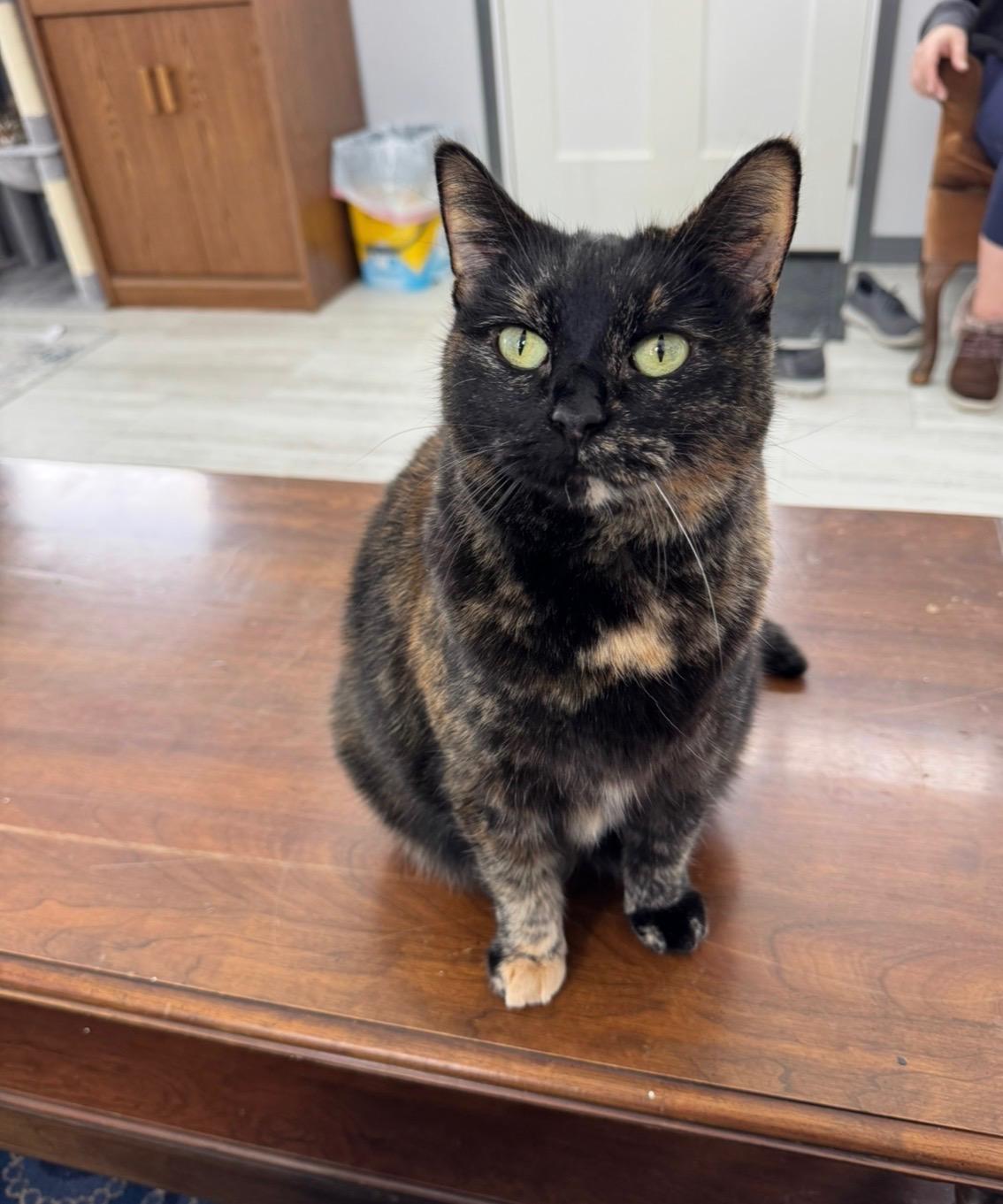 Enlarge Rosalie, a Adoptable Tortoiseshell in Goshen, IN image 2/6