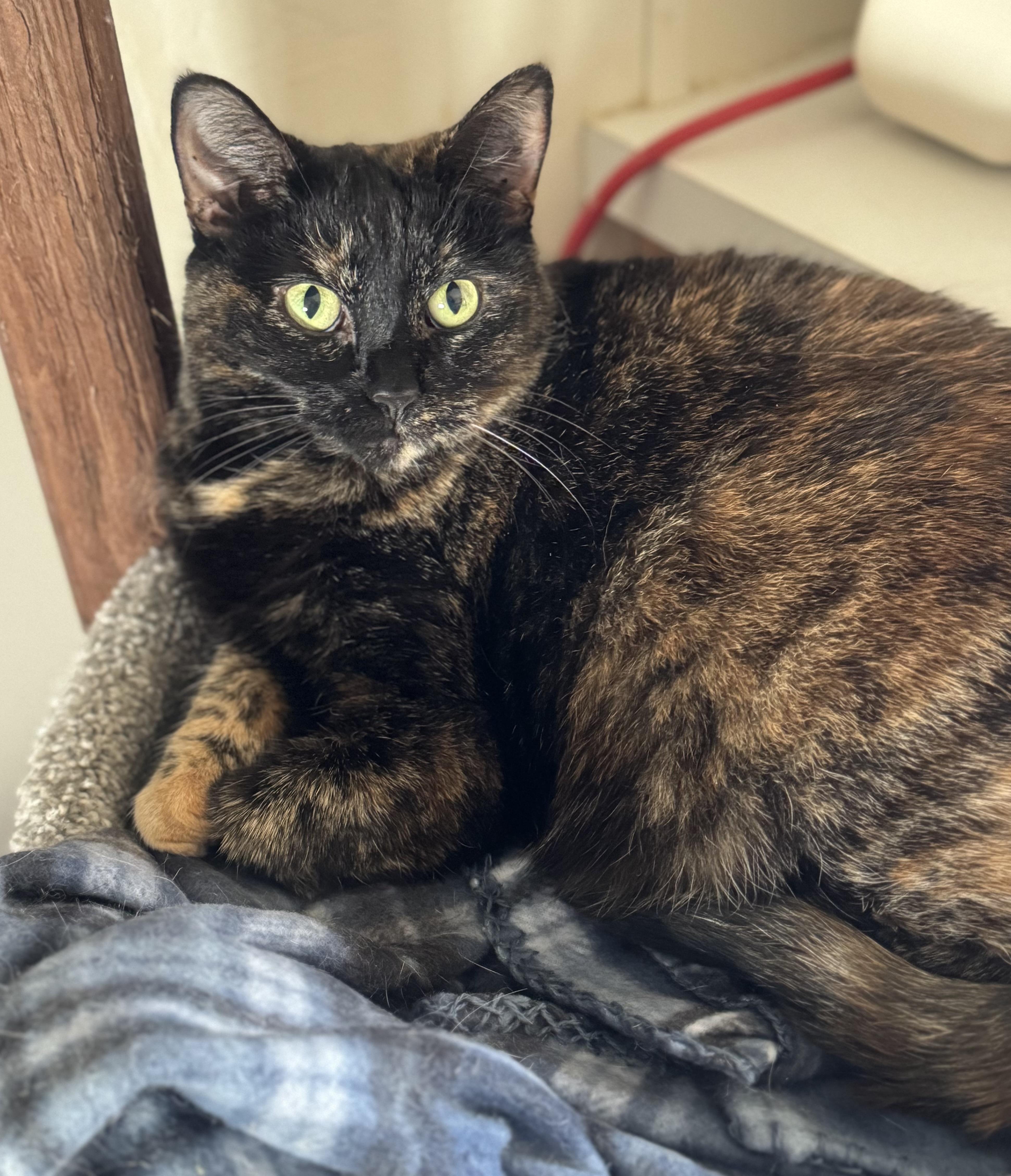 Rosalie, a Adoptable Tortoiseshell in Goshen, IN image 2/4